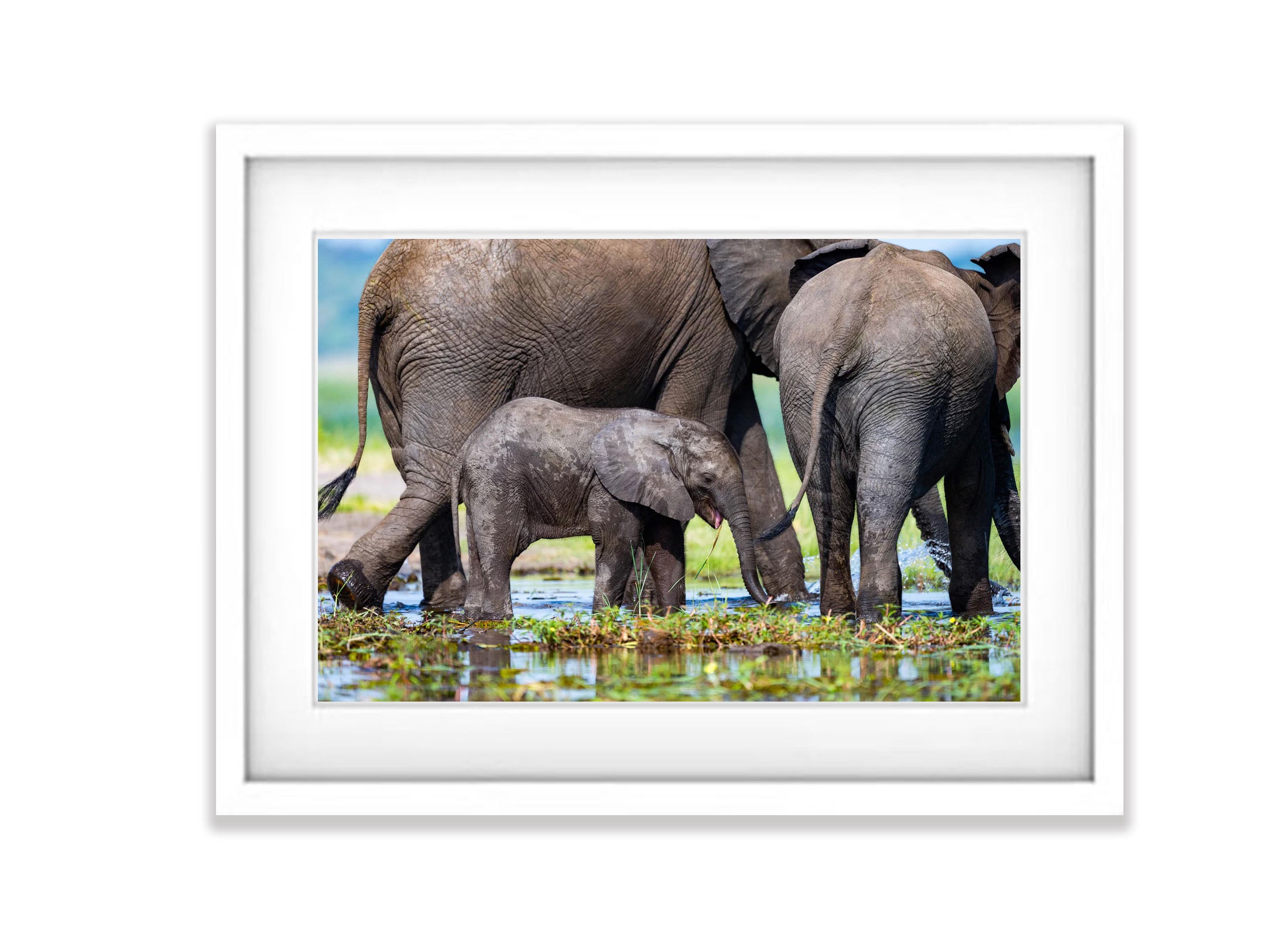 The Baby Elephant, Chobe River, Botswana