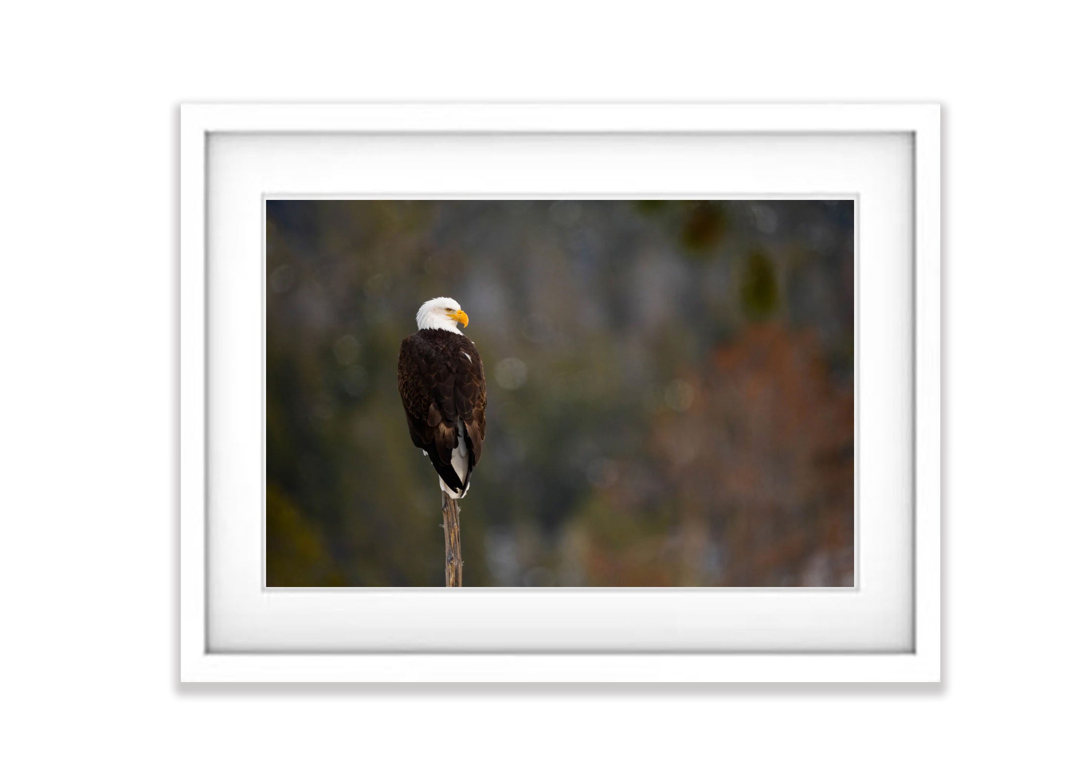 The Bald Eagle, Yellowstone NP