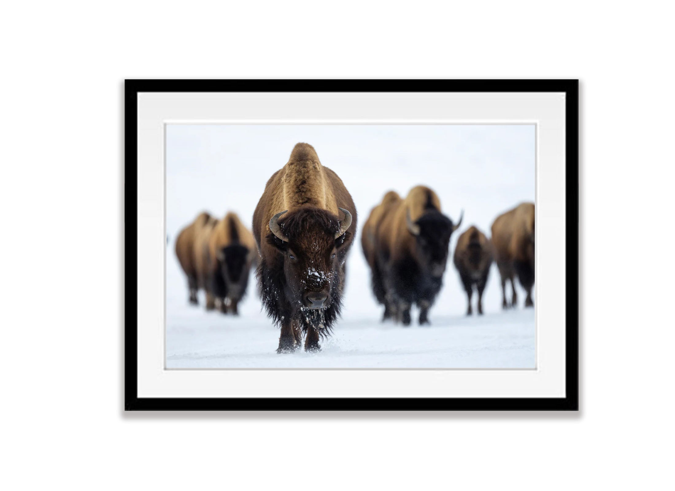 The Bison, Yellowstone NP