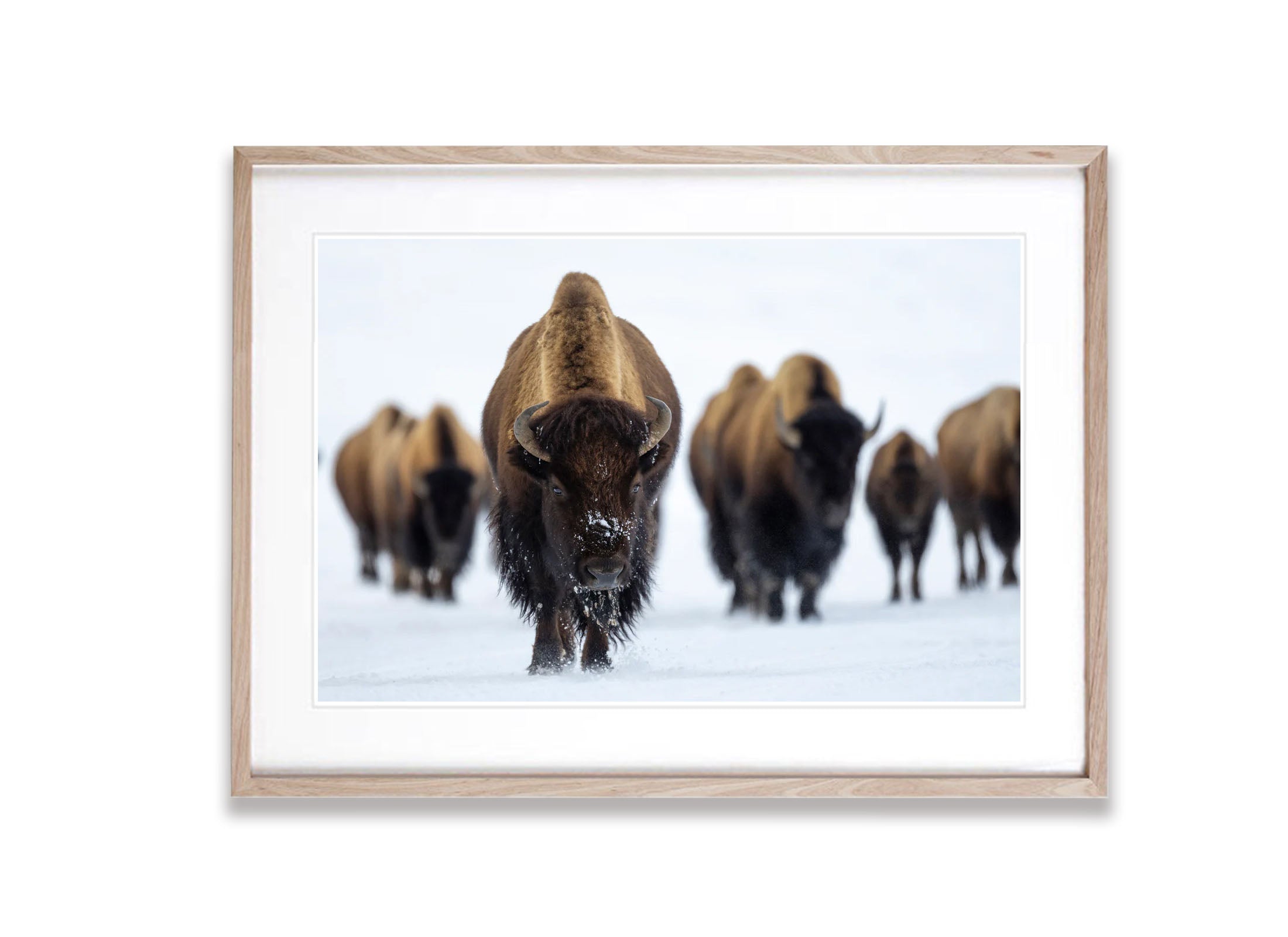 ARTWORK INSTOCK - The Bison, Yellowstone NP - 150x100cms Canvas Print Raw Oak