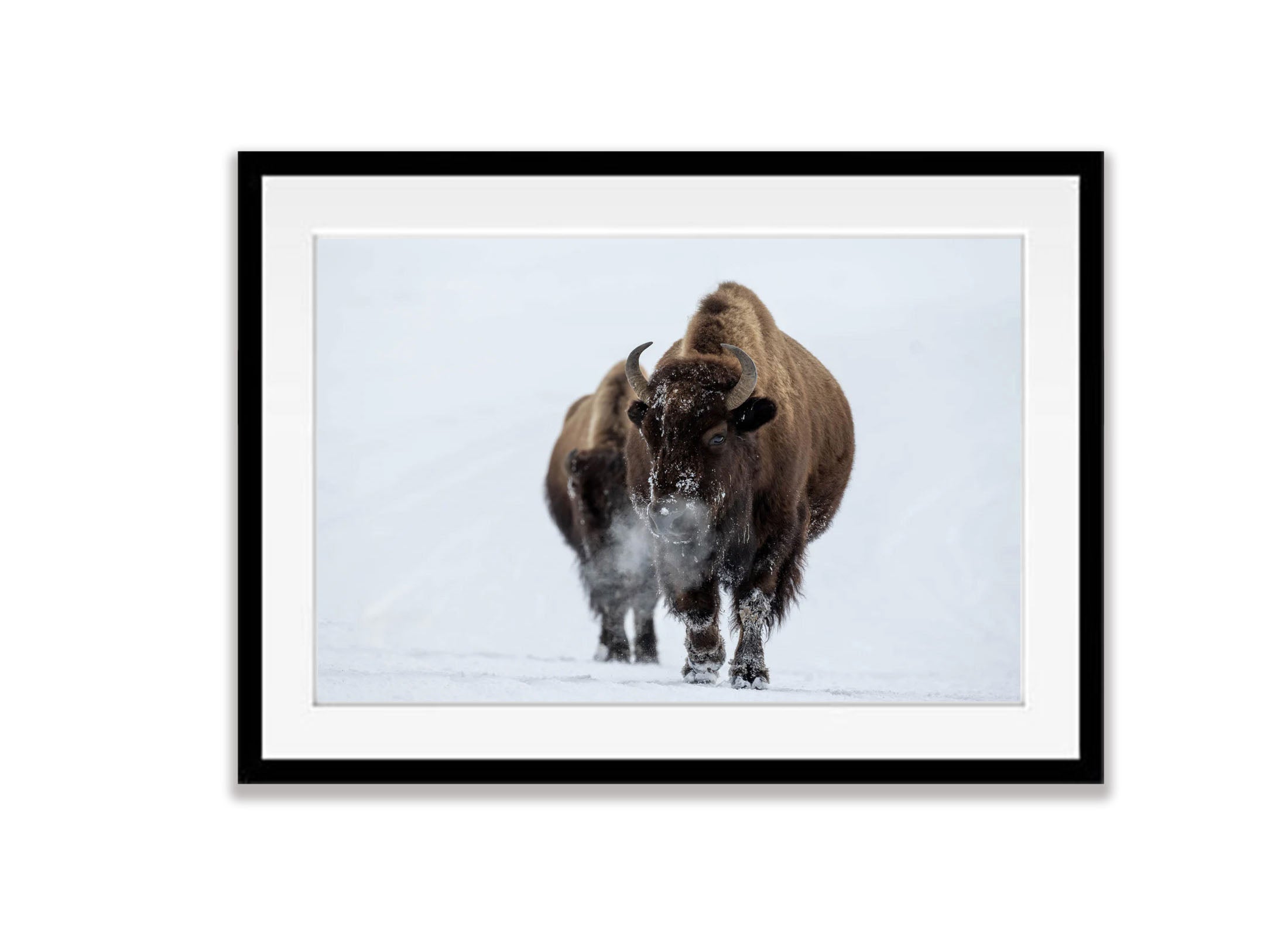 The Bison blowing off steam, Yellowstone NP