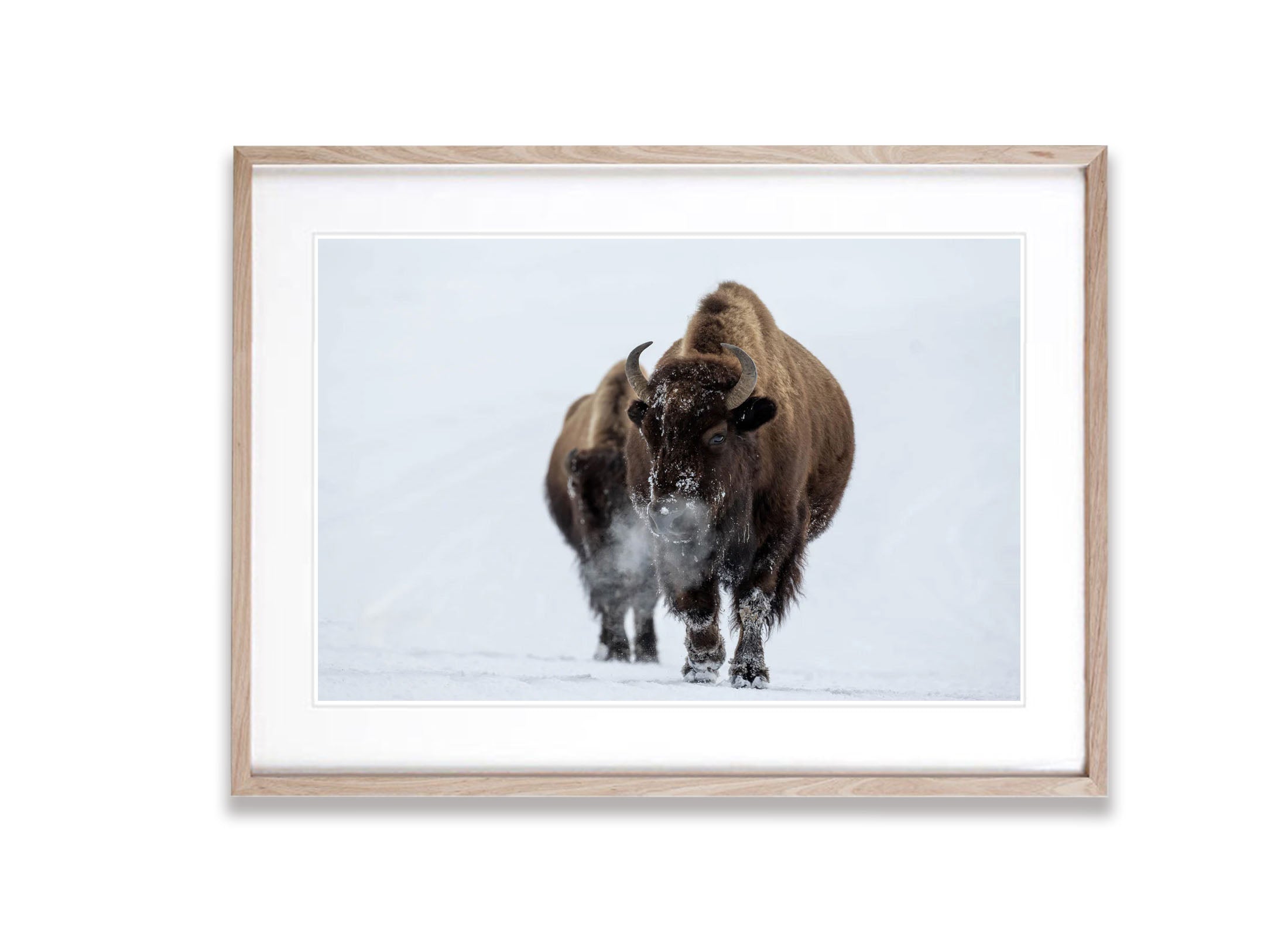 The Bison blowing off steam, Yellowstone NP