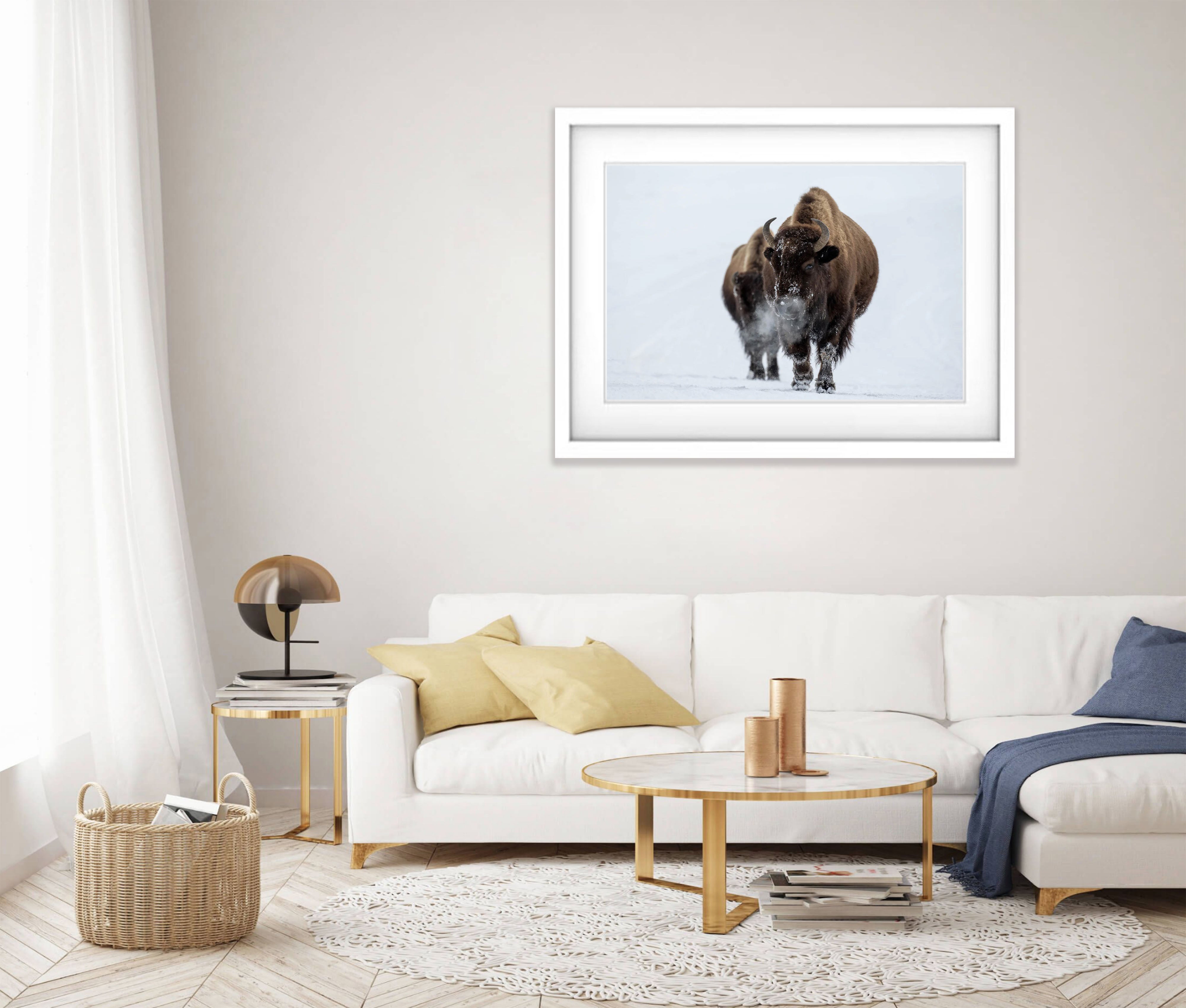 The Bison blowing off steam, Yellowstone NP