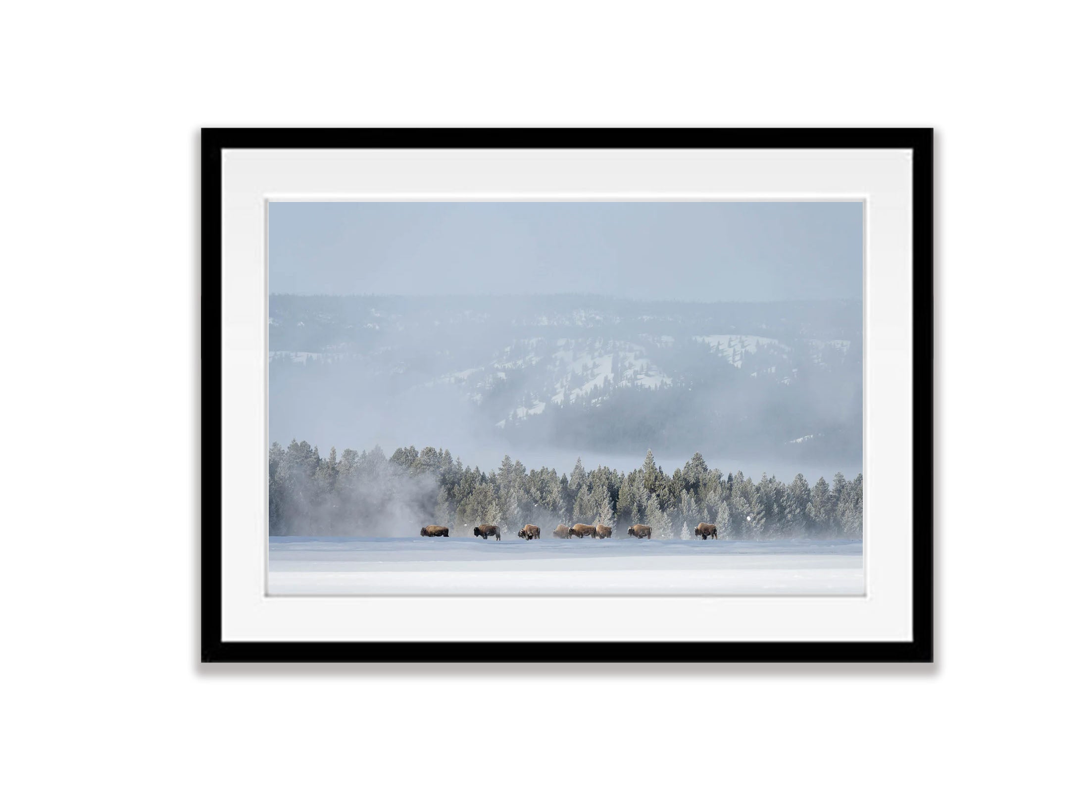 The Bison in hiding, Yellowstone NP