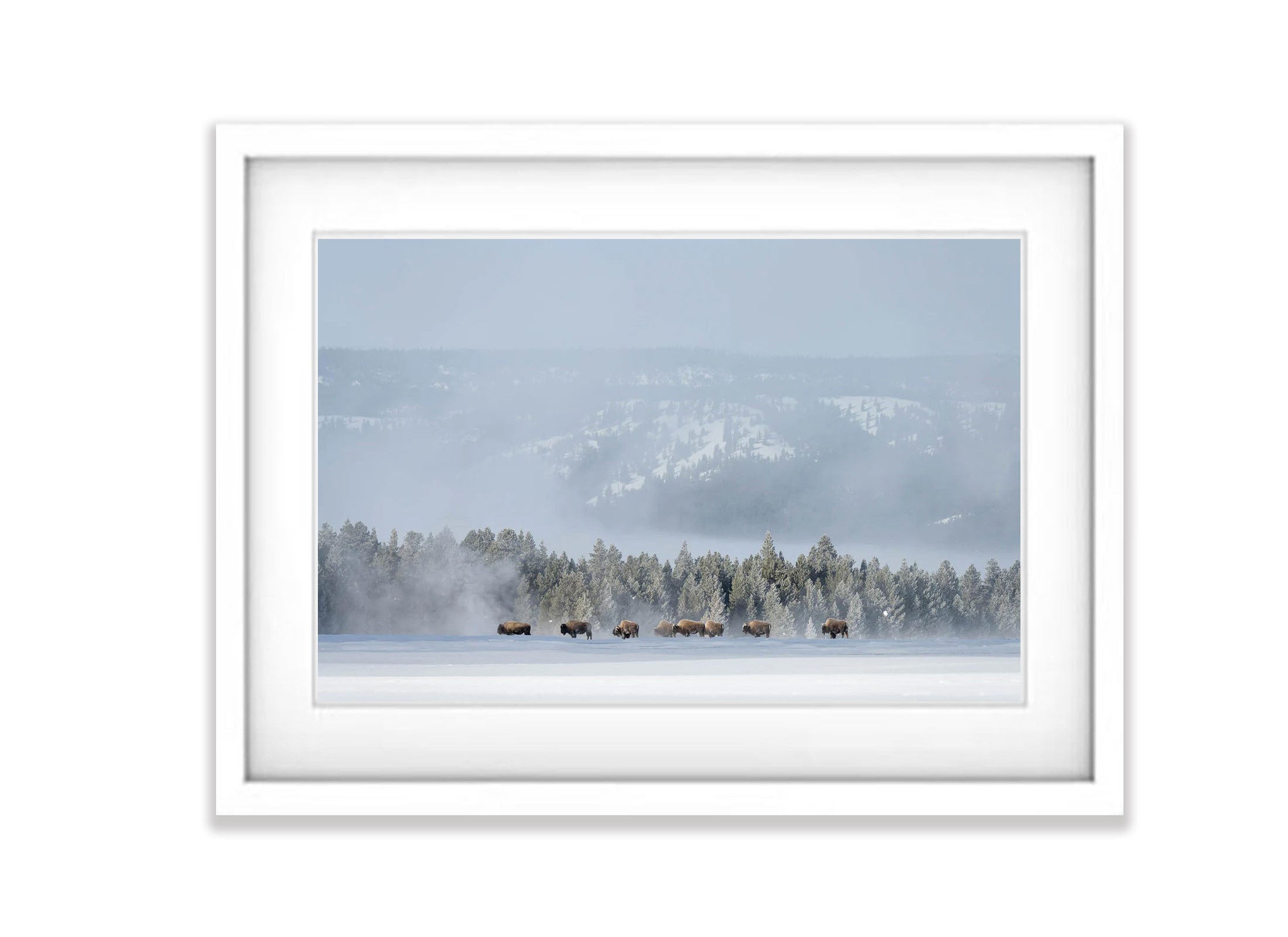 The Bison in hiding, Yellowstone NP