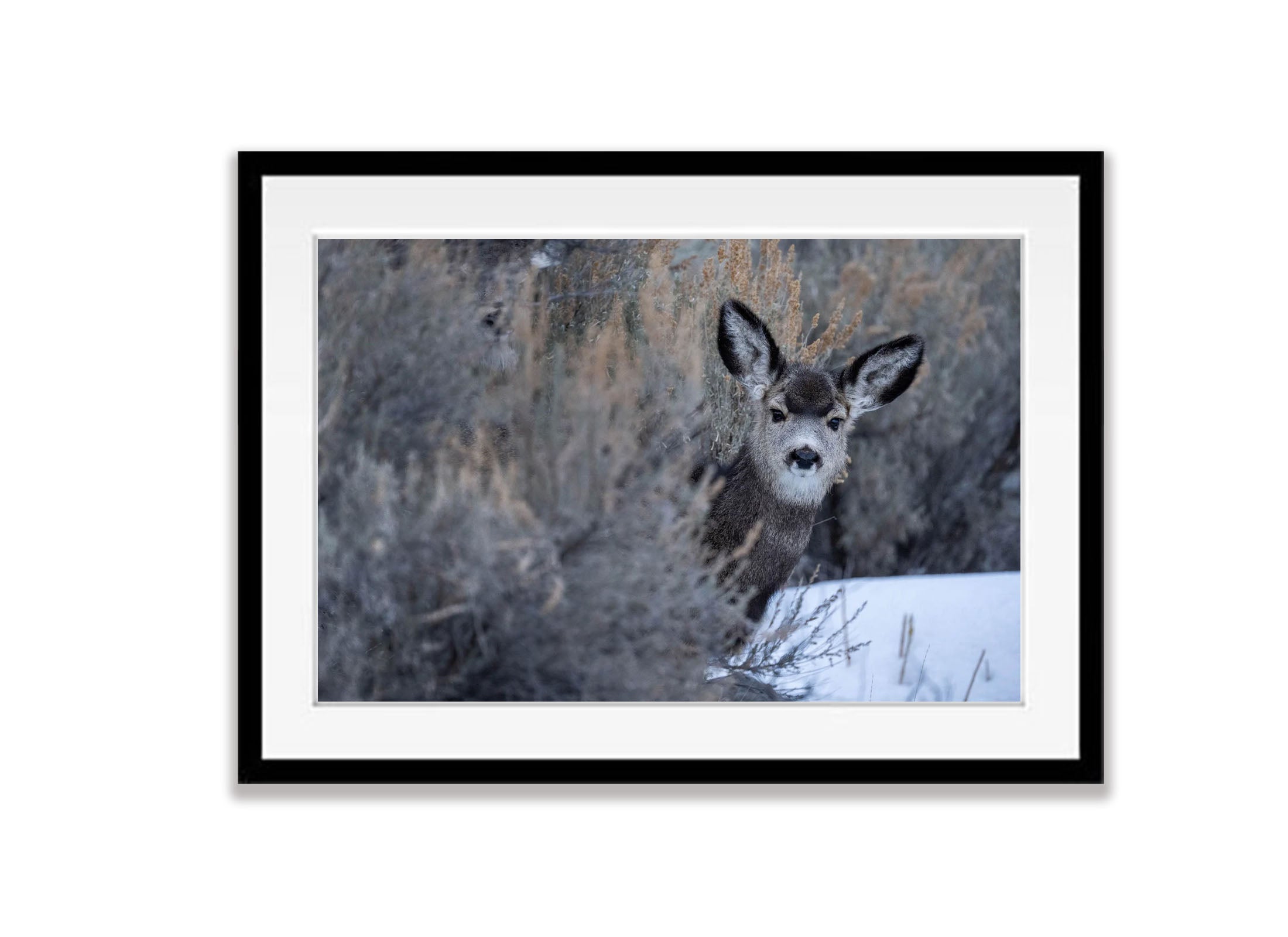 The Deer, Yellowstone NP