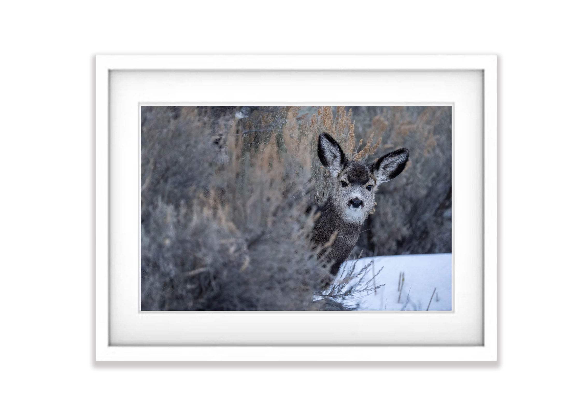 The Deer, Yellowstone NP