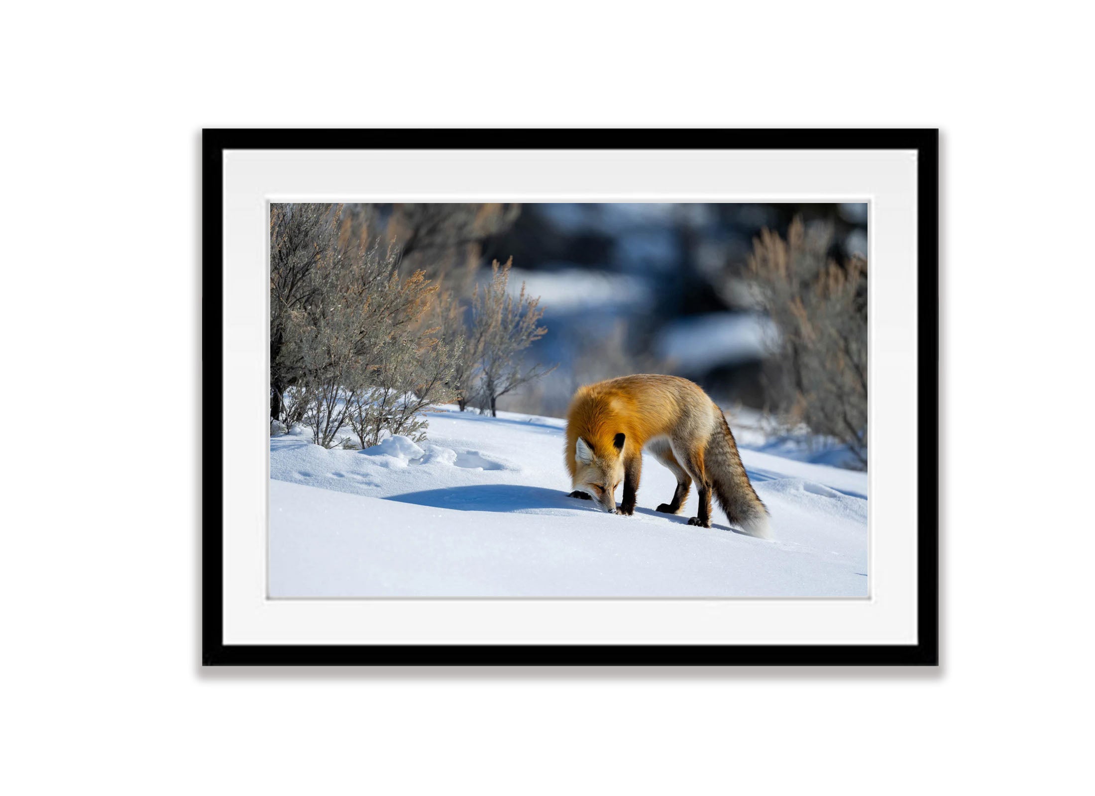 The Fox Sniffing, Yellowstone NP