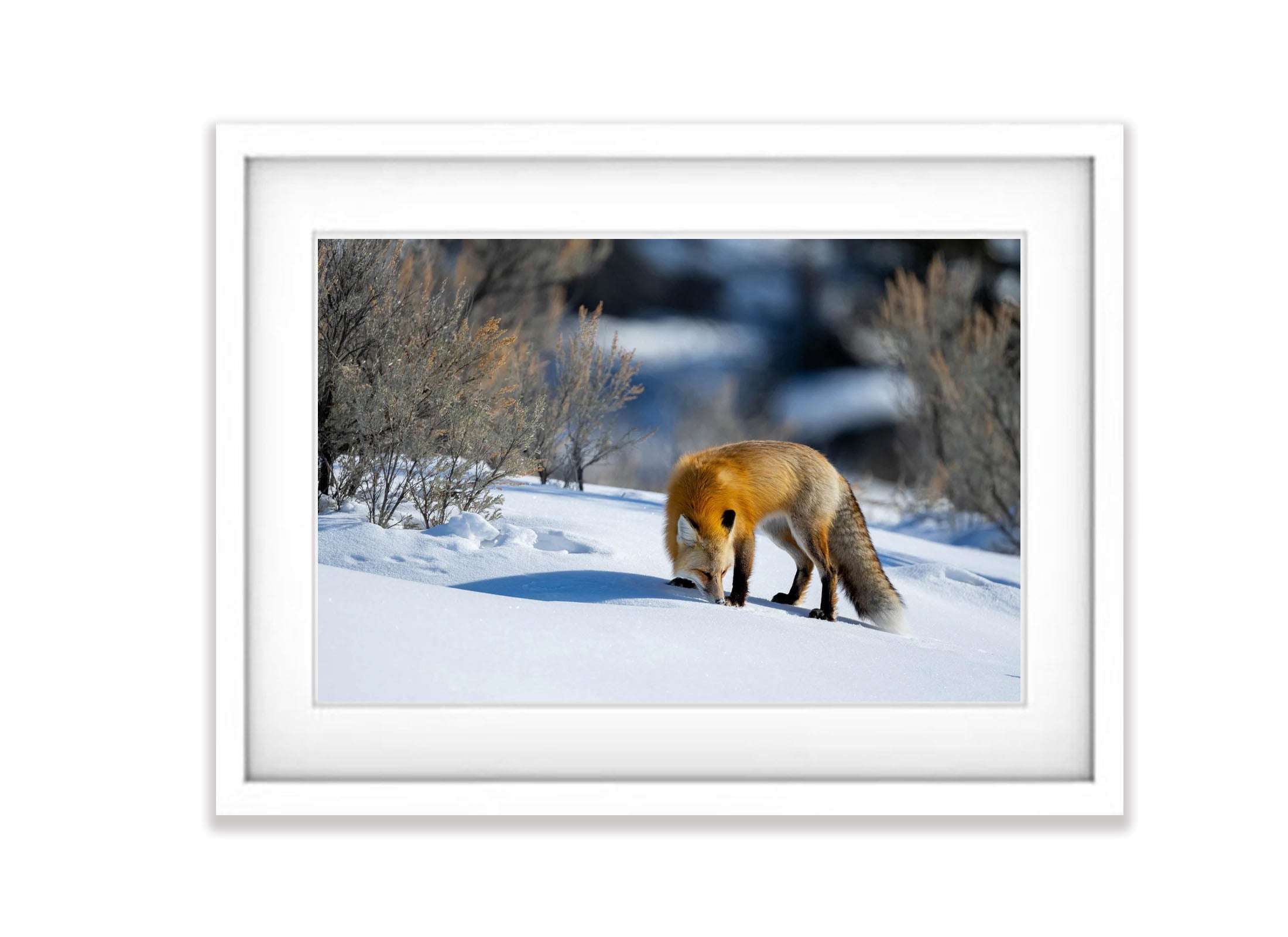 The Fox Sniffing, Yellowstone NP