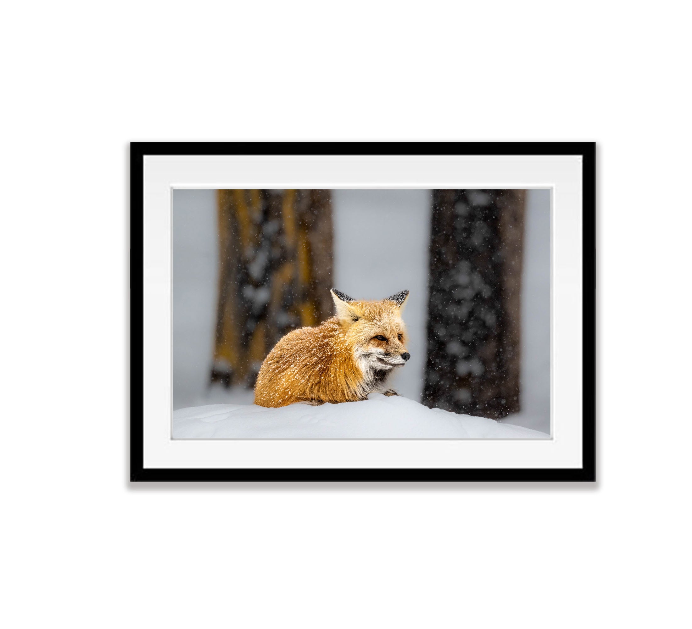 The Fox, Yellowstone NP