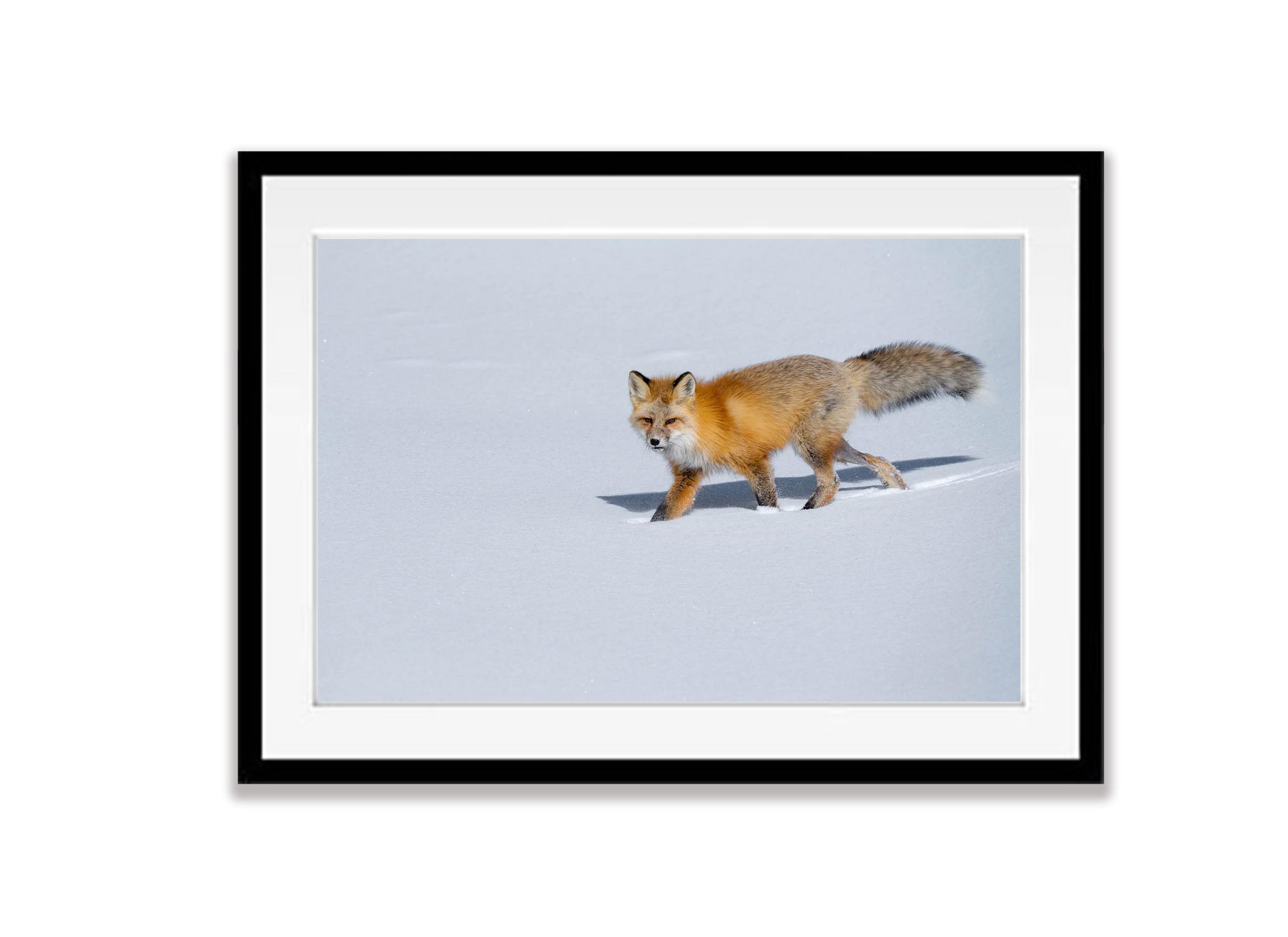 The Fox on The Prowl, Yellowstone NP