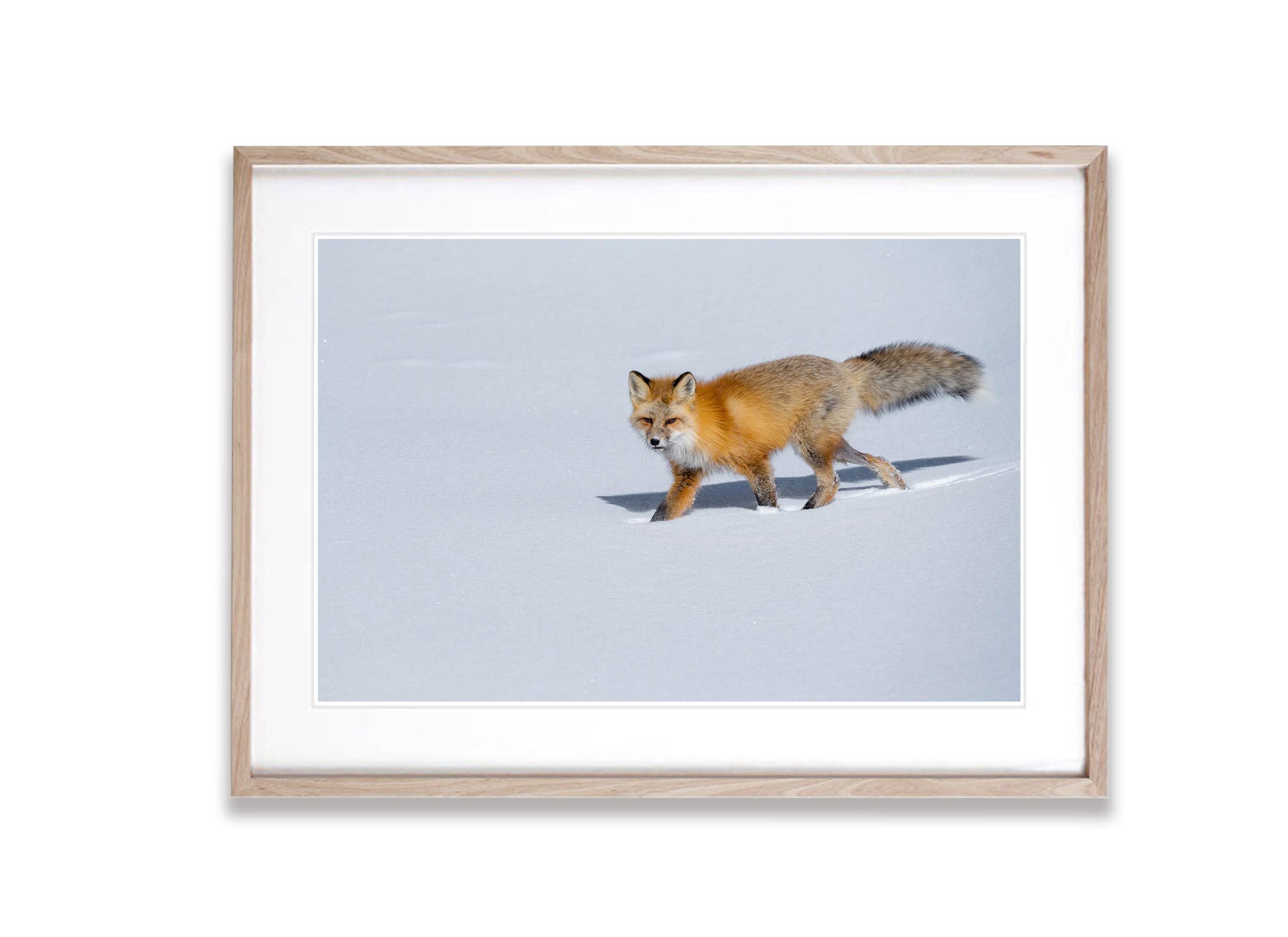 The Fox on The Prowl, Yellowstone NP