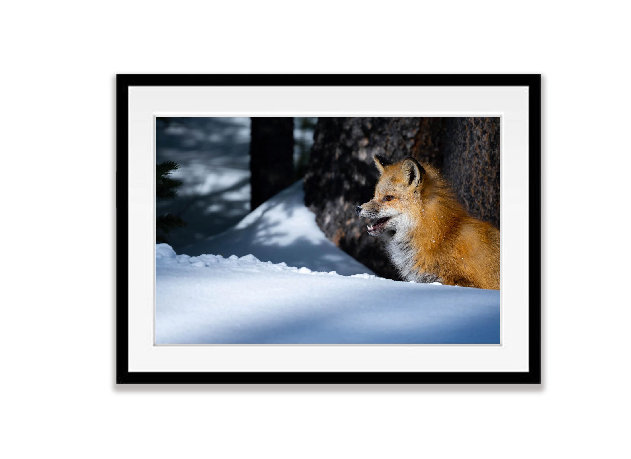 The Fox on The Watch, Yellowstone NP