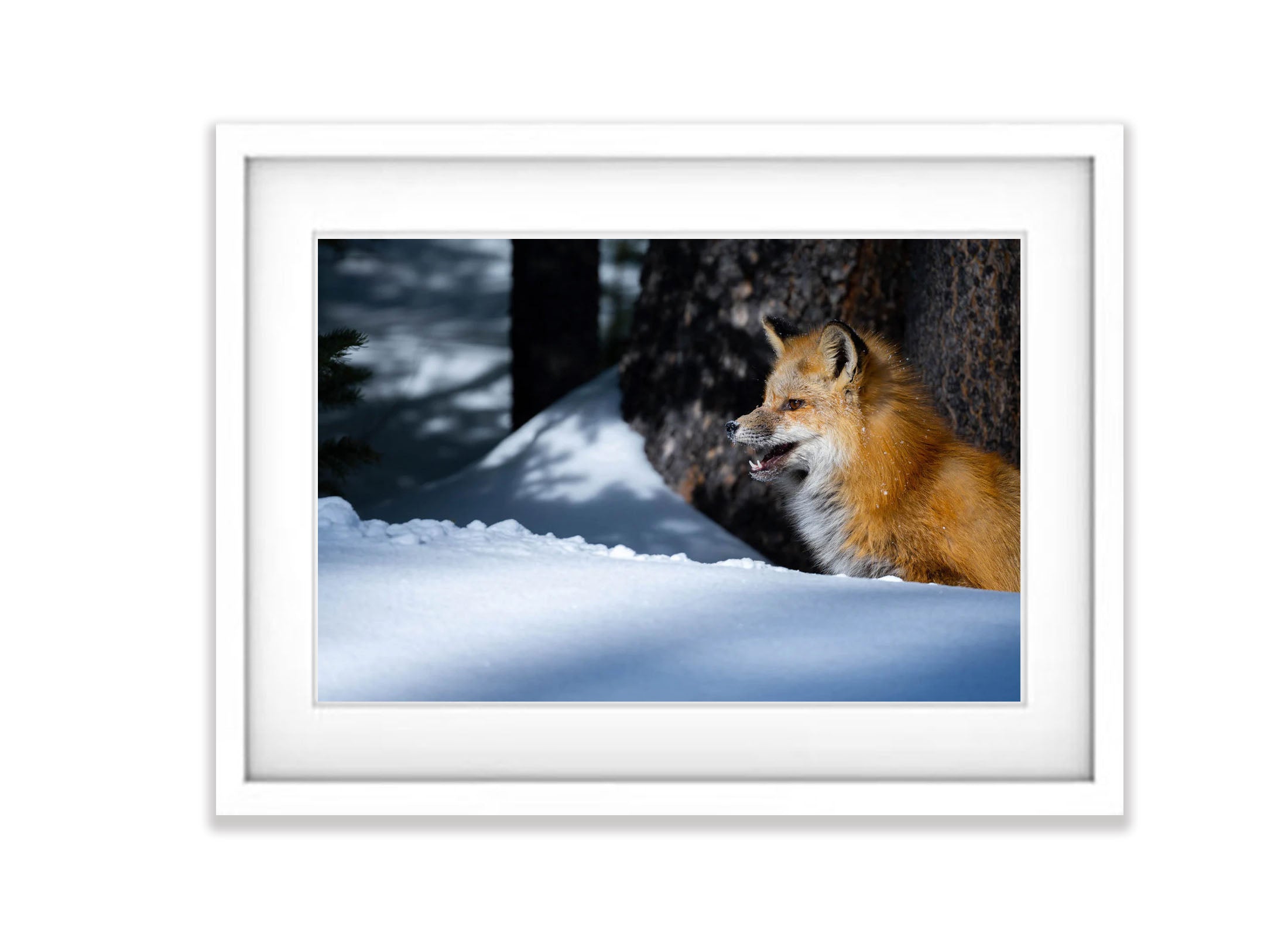 The Fox on The Watch, Yellowstone NP