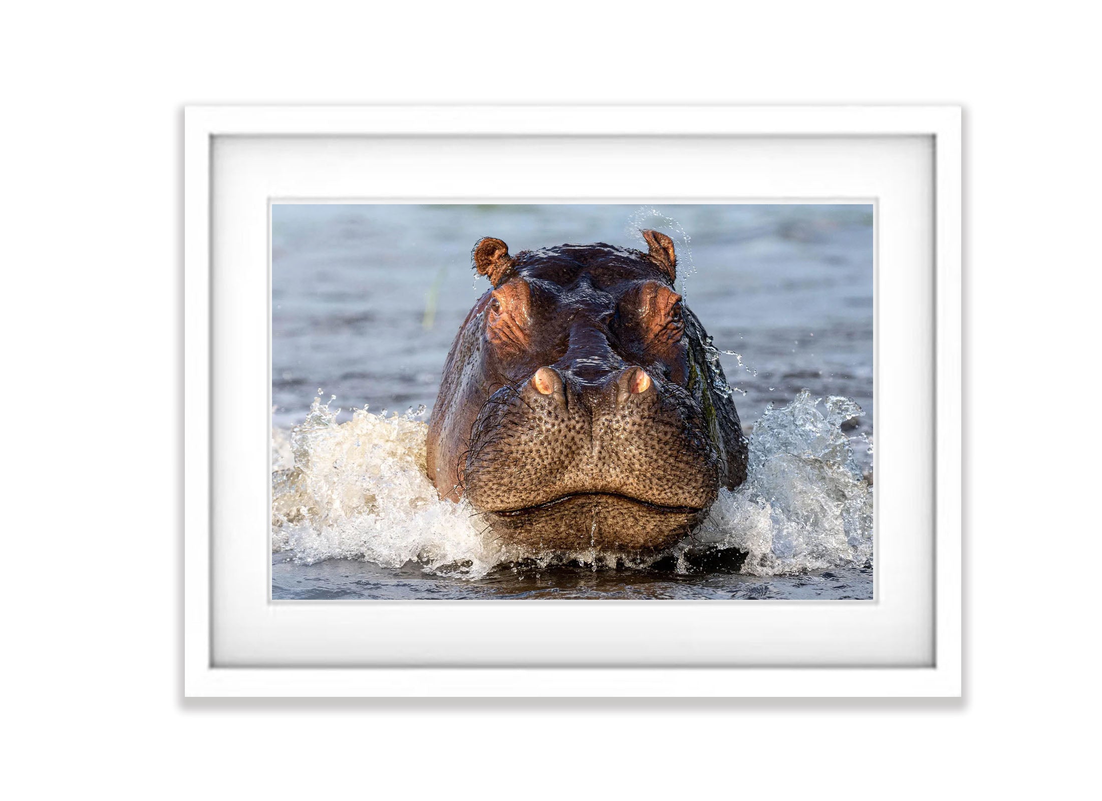 The Hippo