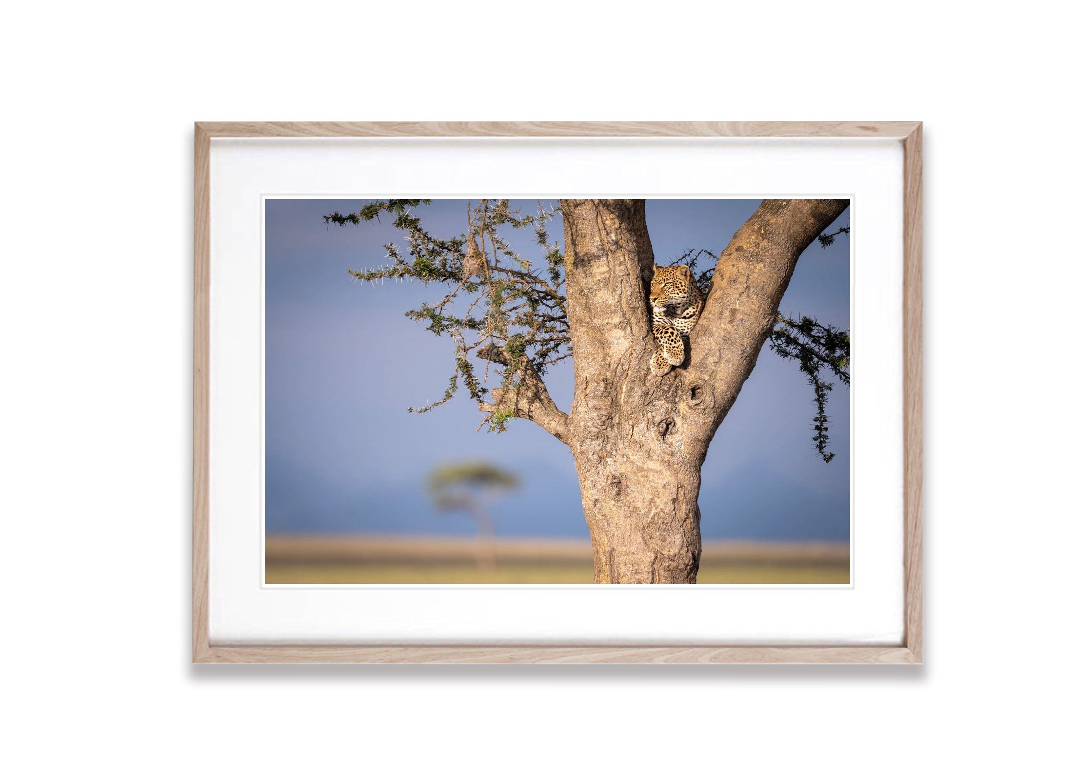 ARTWORK INSTOCK - The Leopard - Canvas Raw Oak Framed print 150x100cms