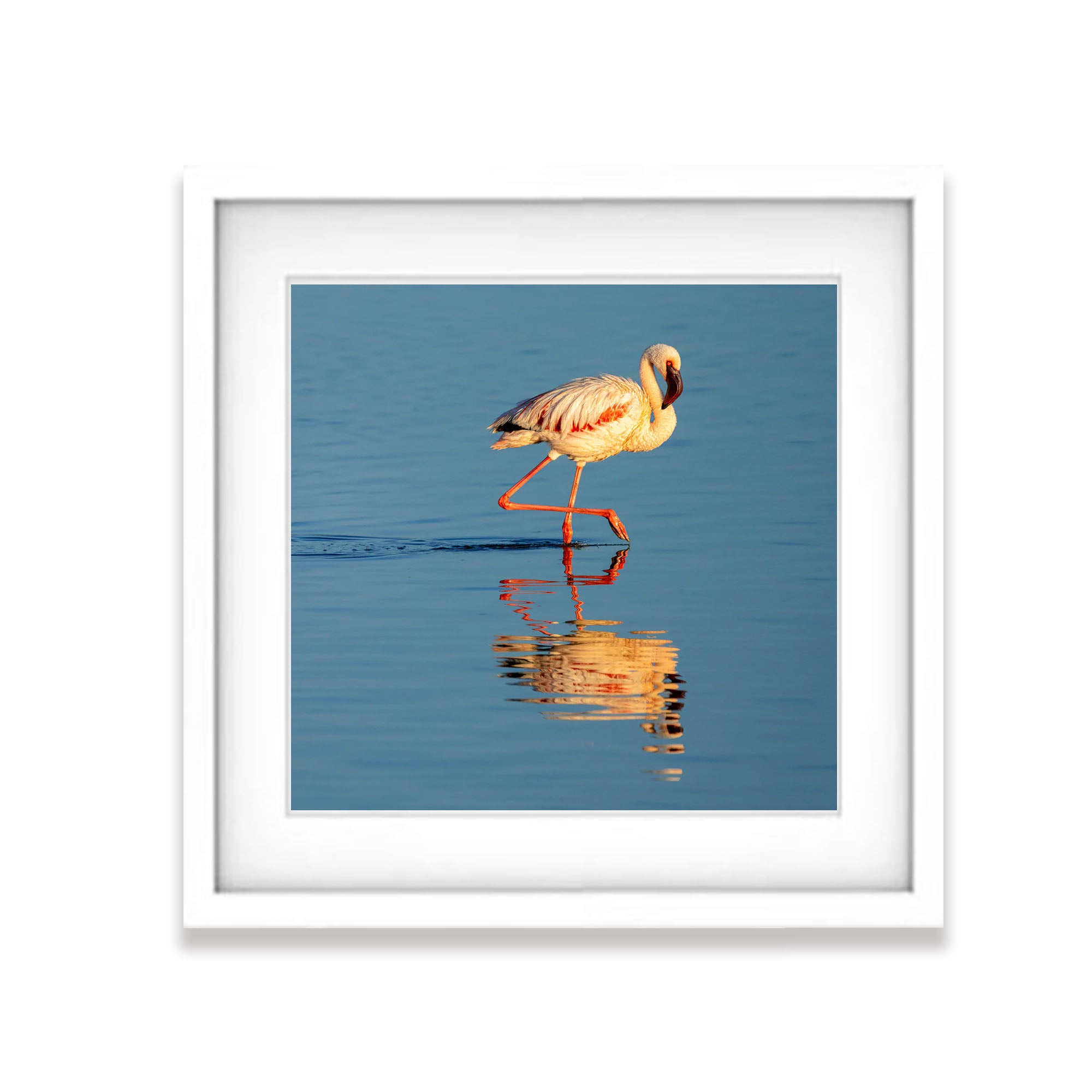 The Lesser Flamingo, Tanzania