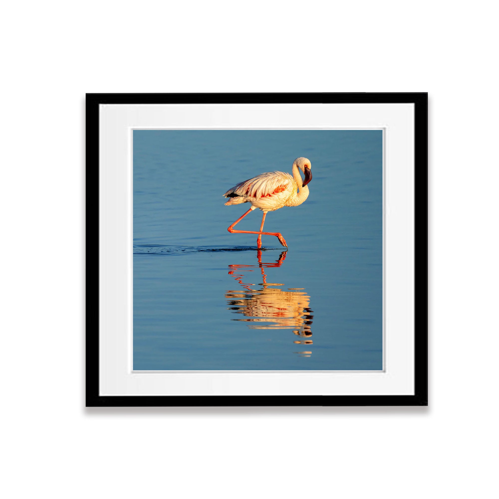 The Lesser Flamingo, Tanzania