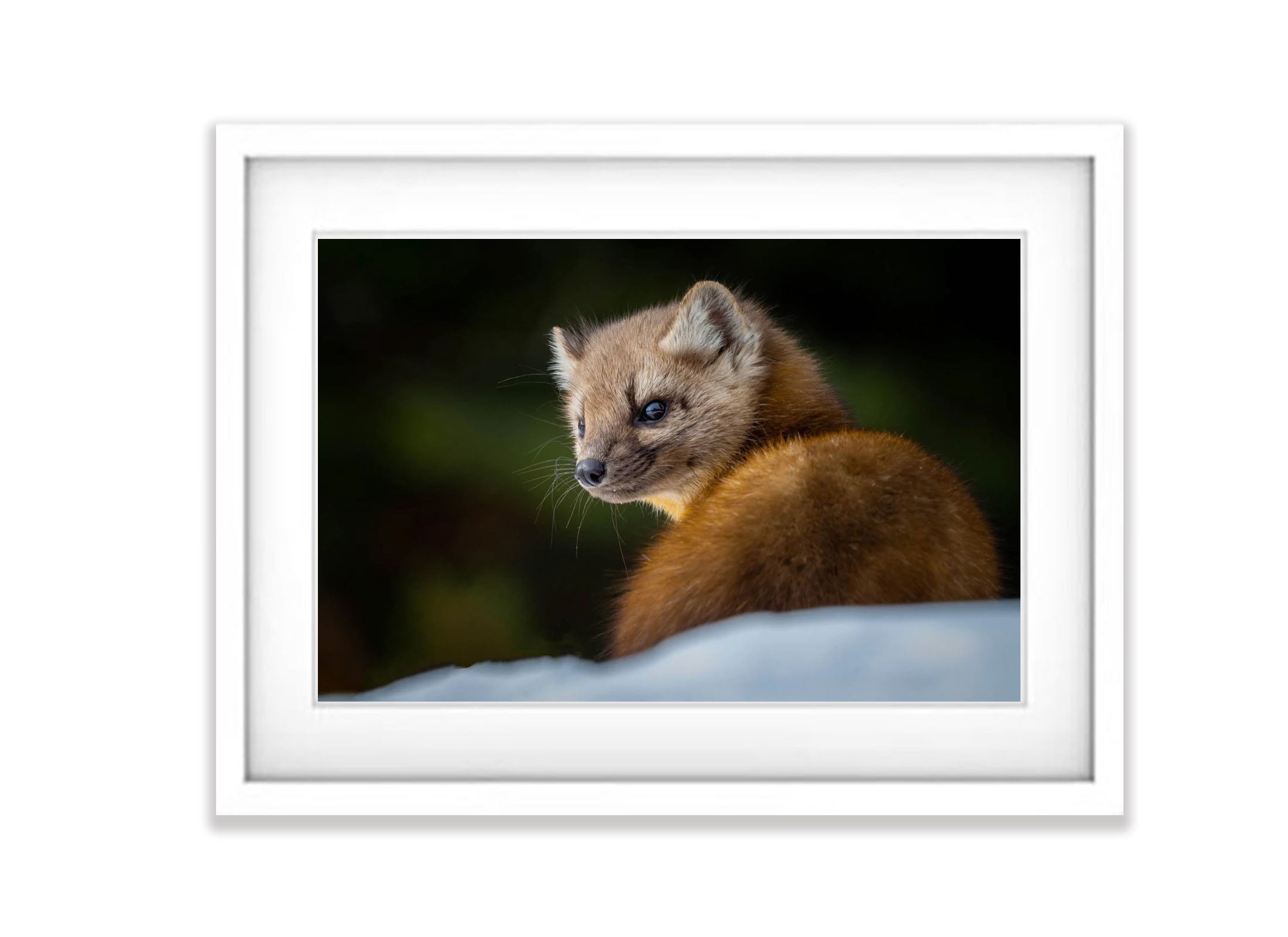 The Pine Marten, Yellowstone NP