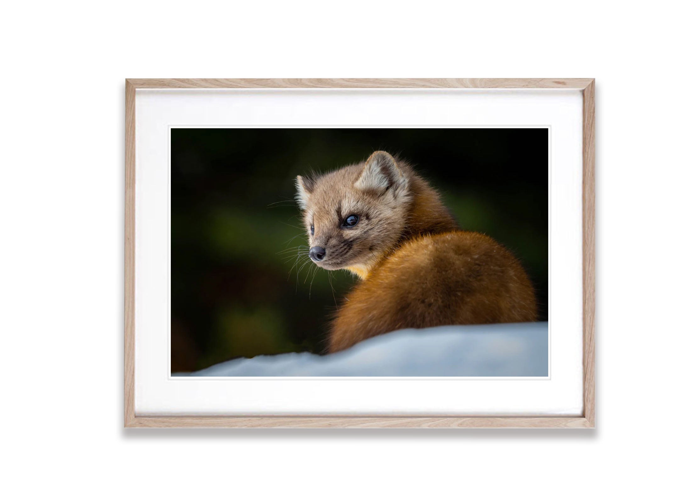 The Pine Marten, Yellowstone NP