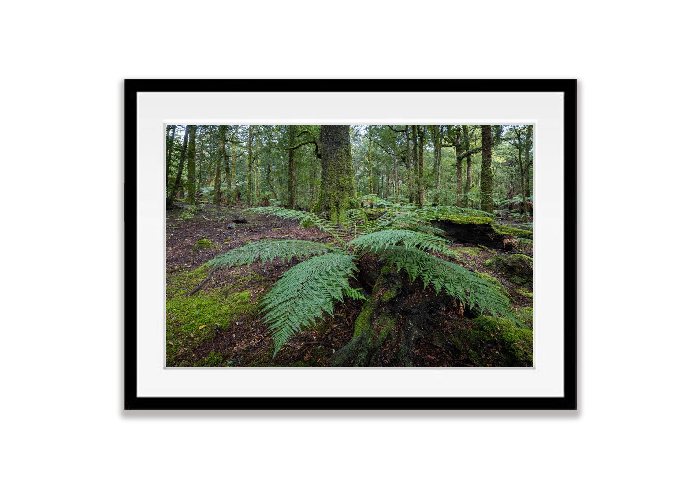 The Tarkine No.12, Tasmania