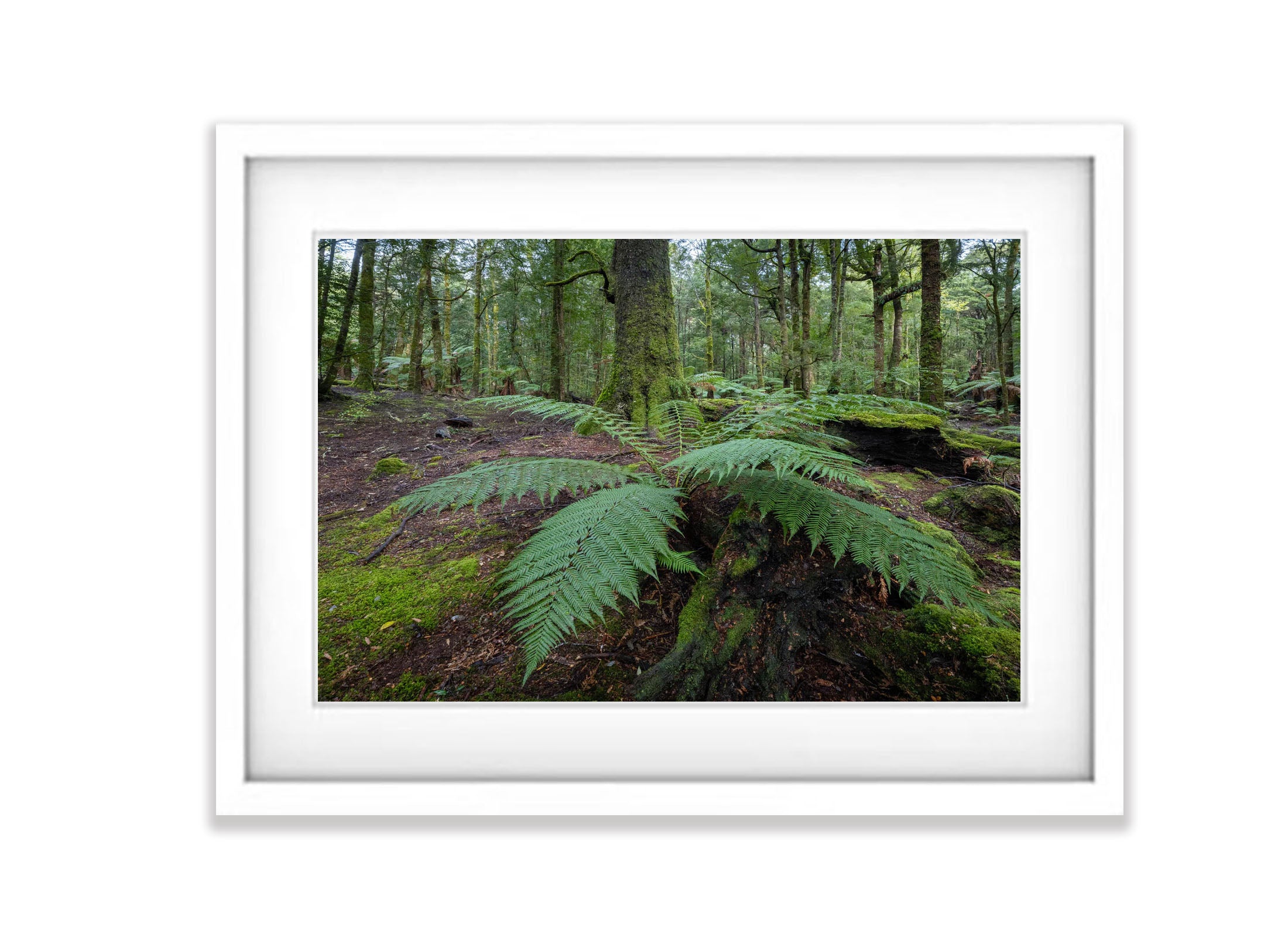 The Tarkine No.12, Tasmania