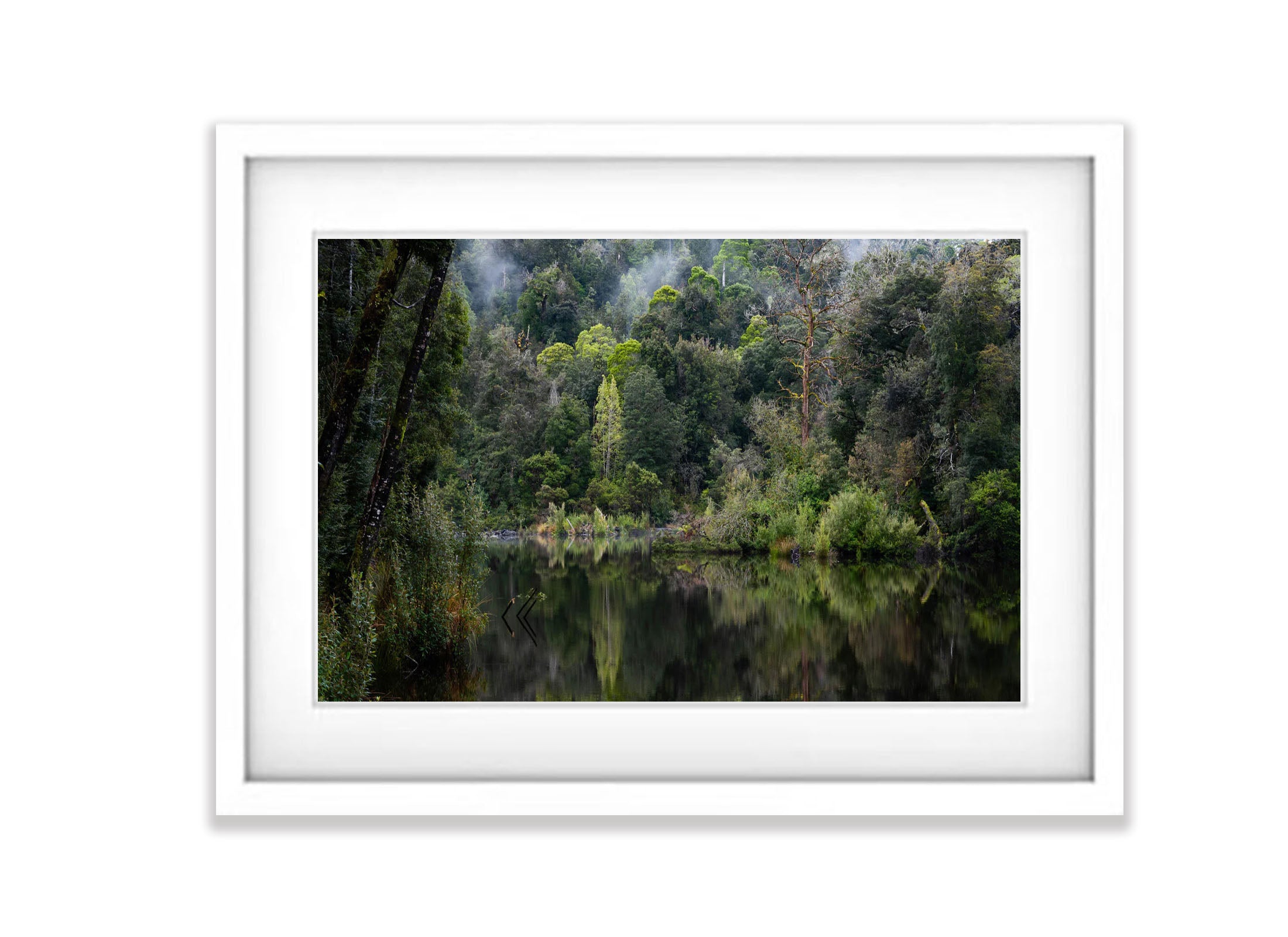 The Tarkine No.14, Tasmania