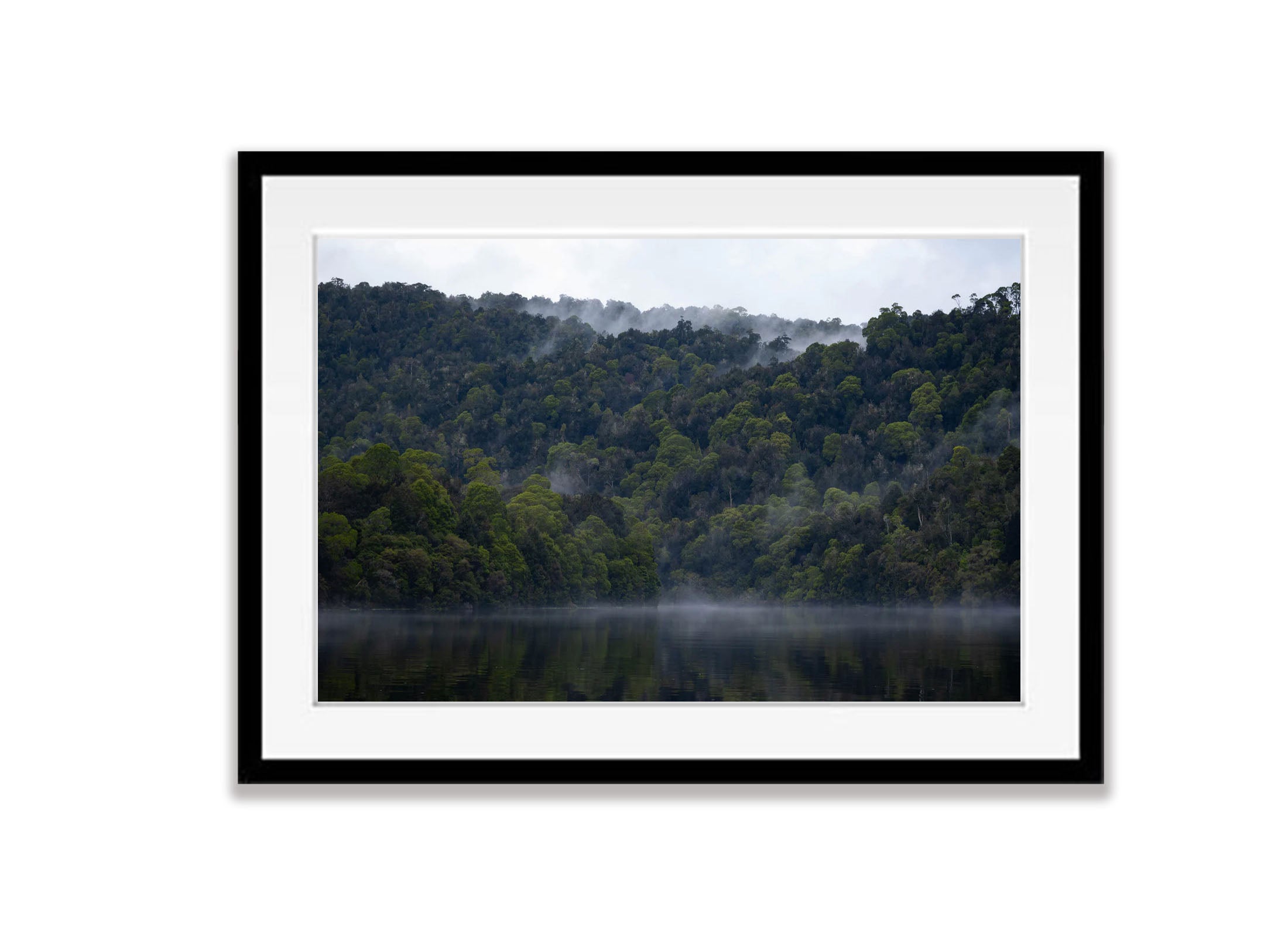 The Tarkine No.16, Tasmania