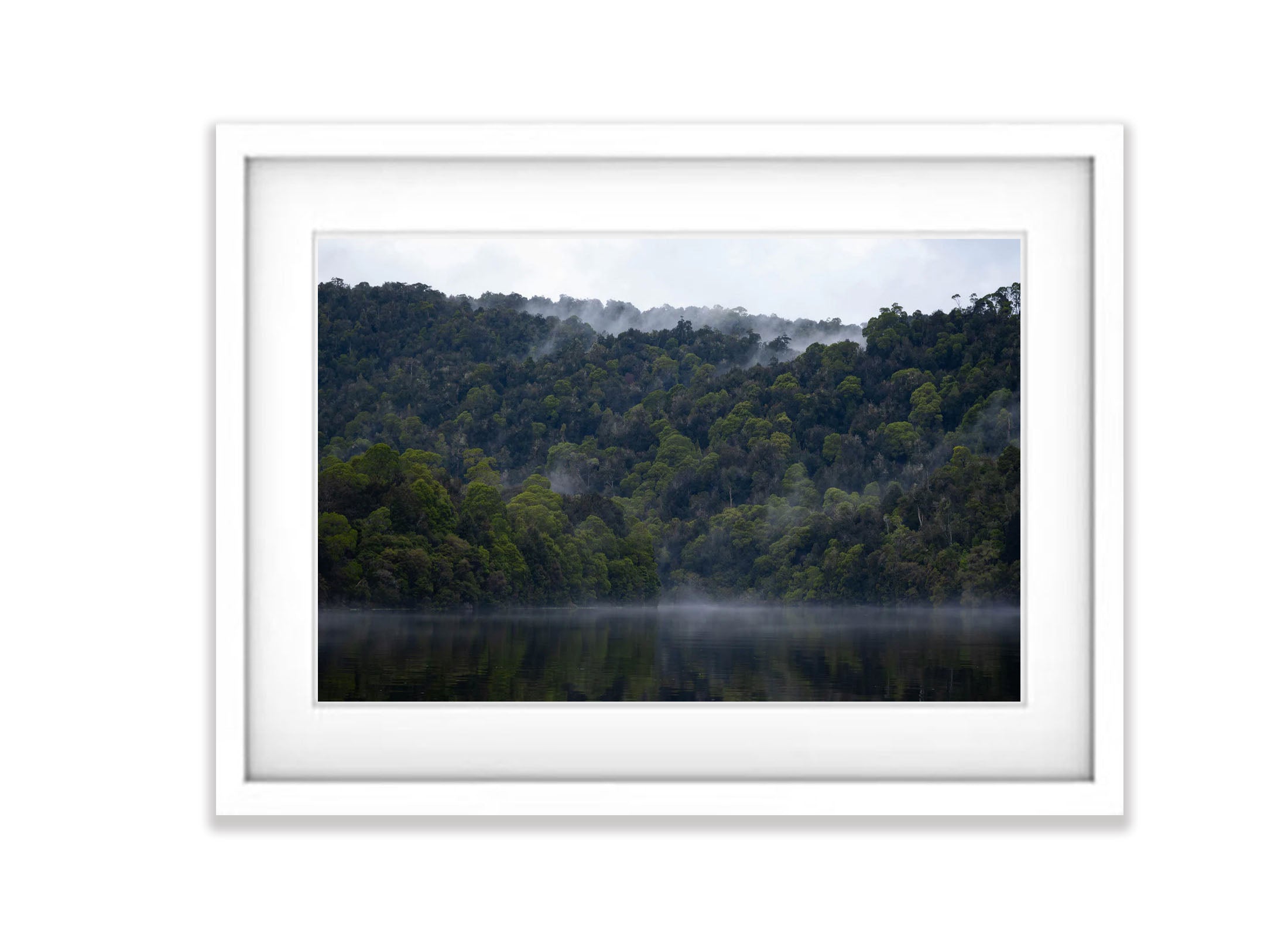 The Tarkine No.16, Tasmania