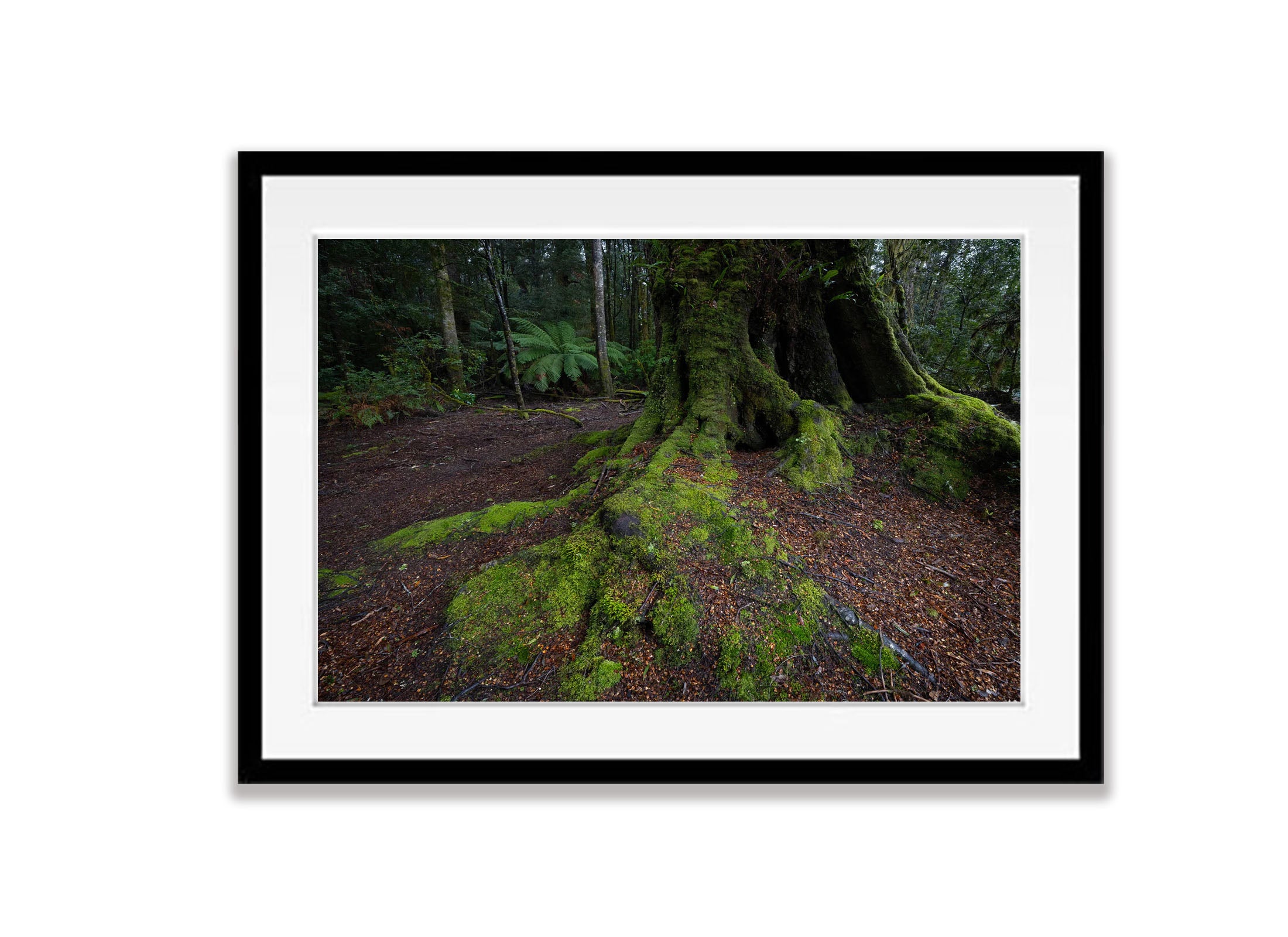 The Tarkine No.17, Tasmania