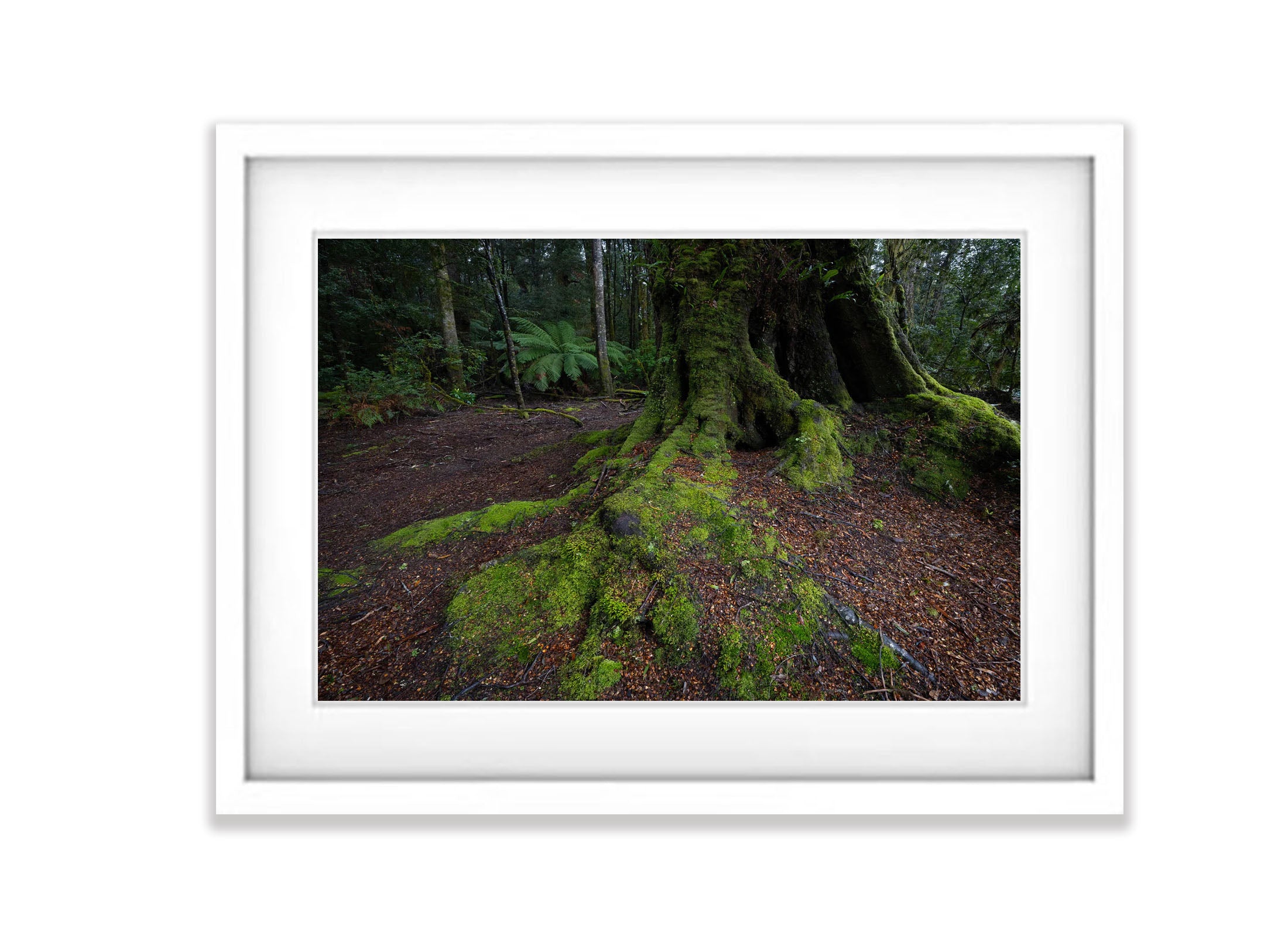 The Tarkine No.17, Tasmania