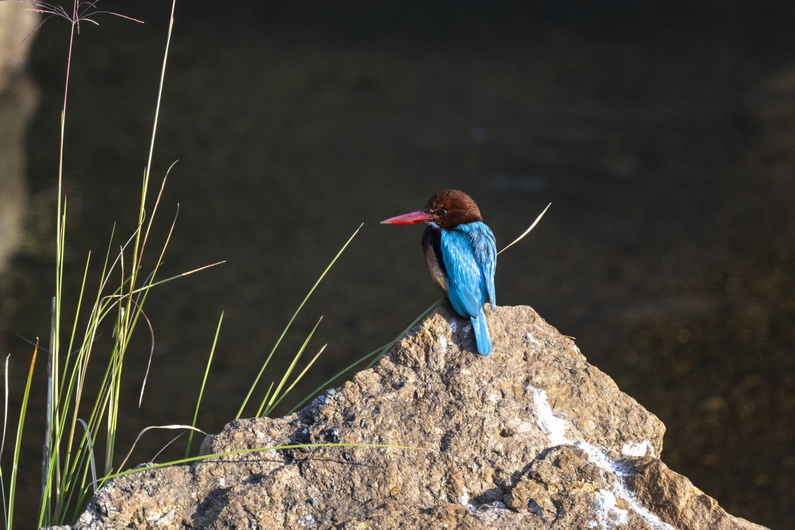 A Common Kingfisher, India
