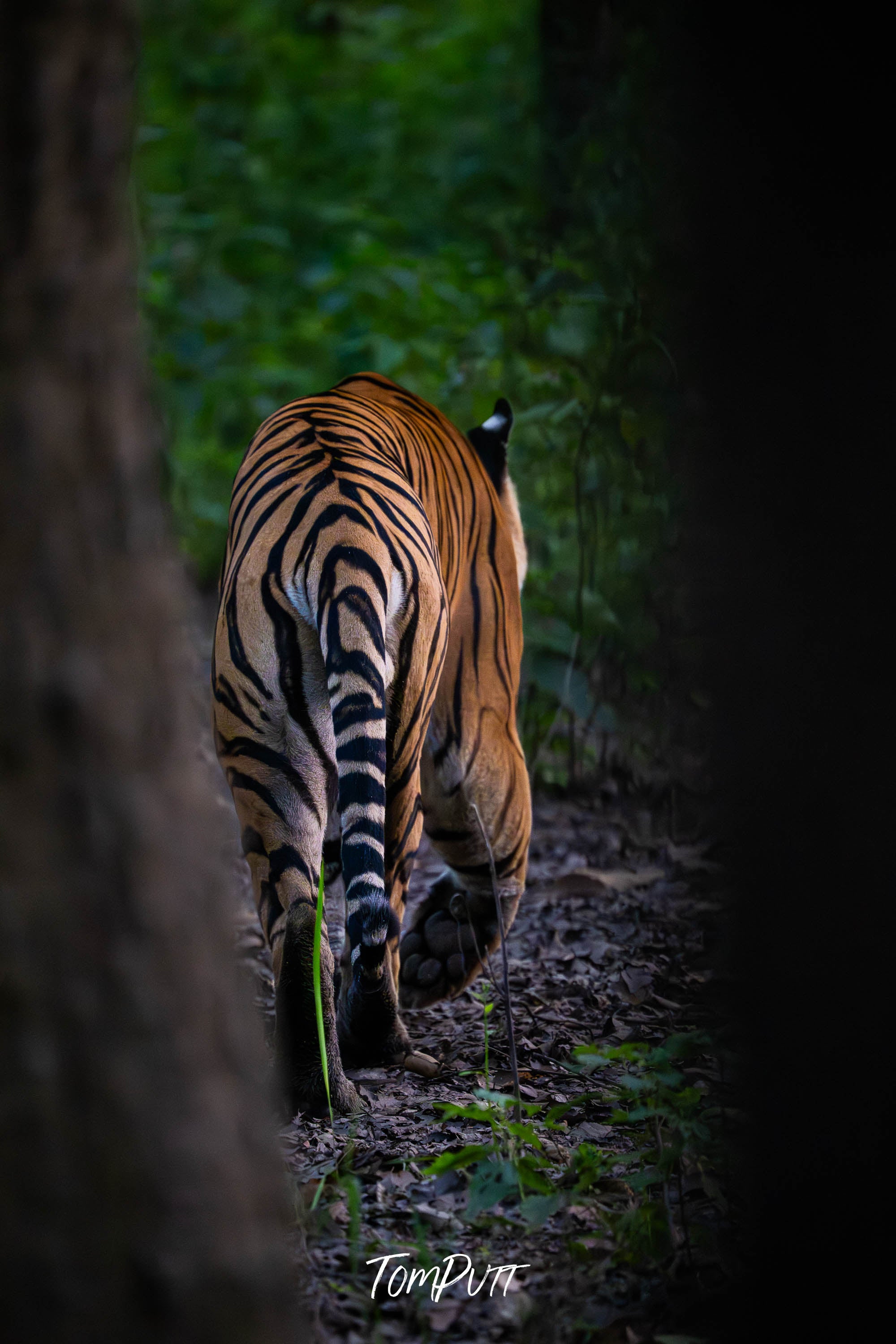 A Tiger's Exit, India