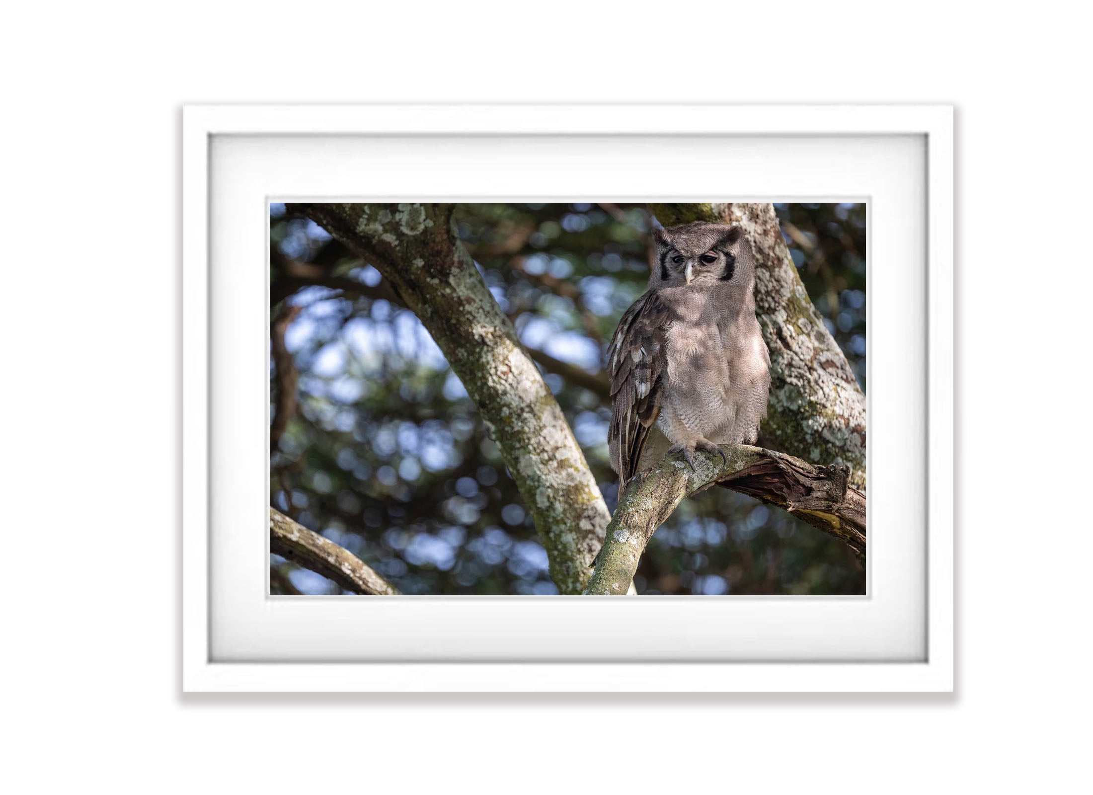 Verreaux's Eagle-Owl, Tanzania