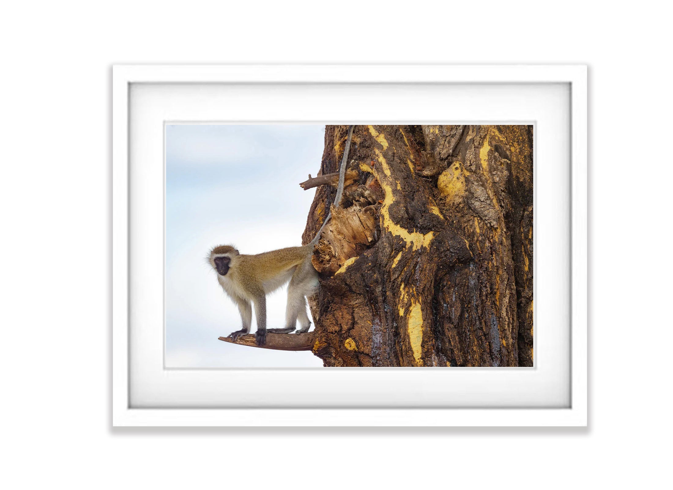 Vervet Monkey, Tanzania