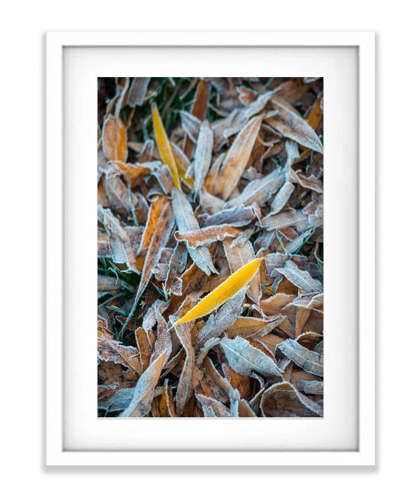 Frozen leaves - Lake Burley Griffin ACT