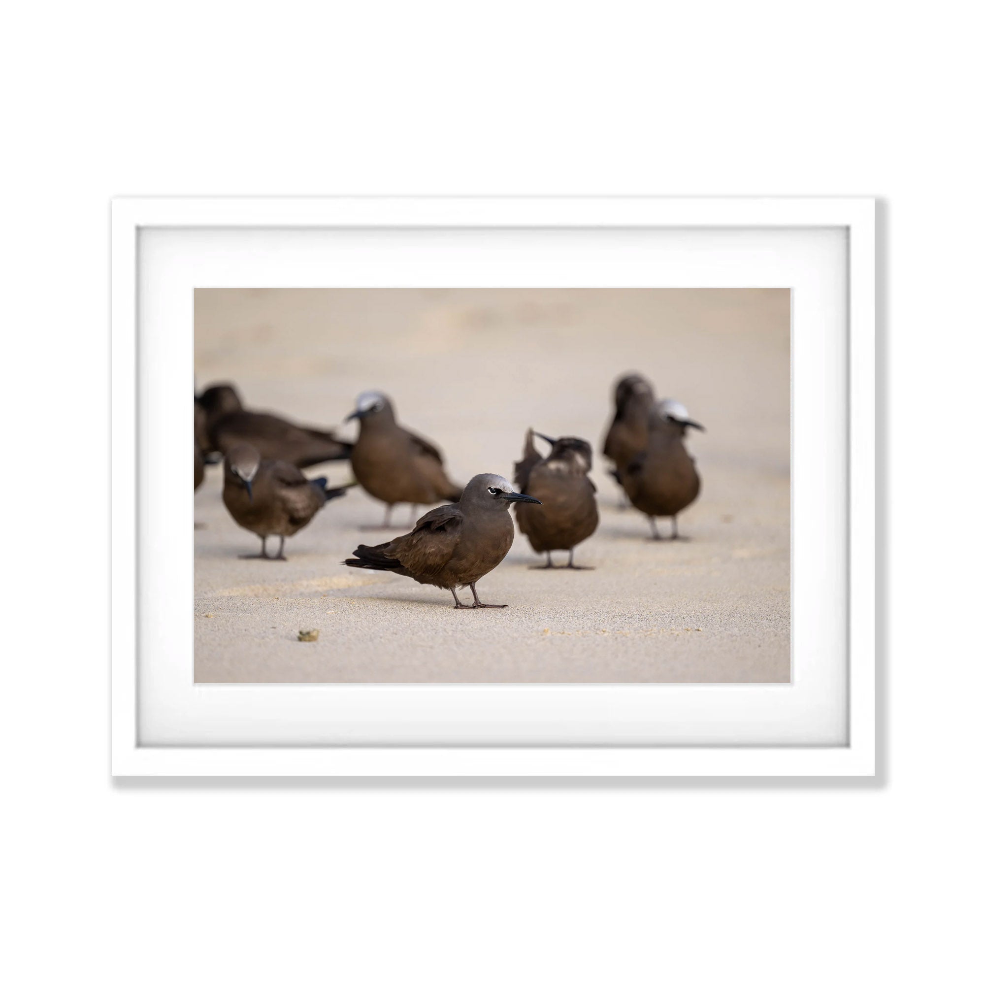 Brown Noddy, Lord Howe Island