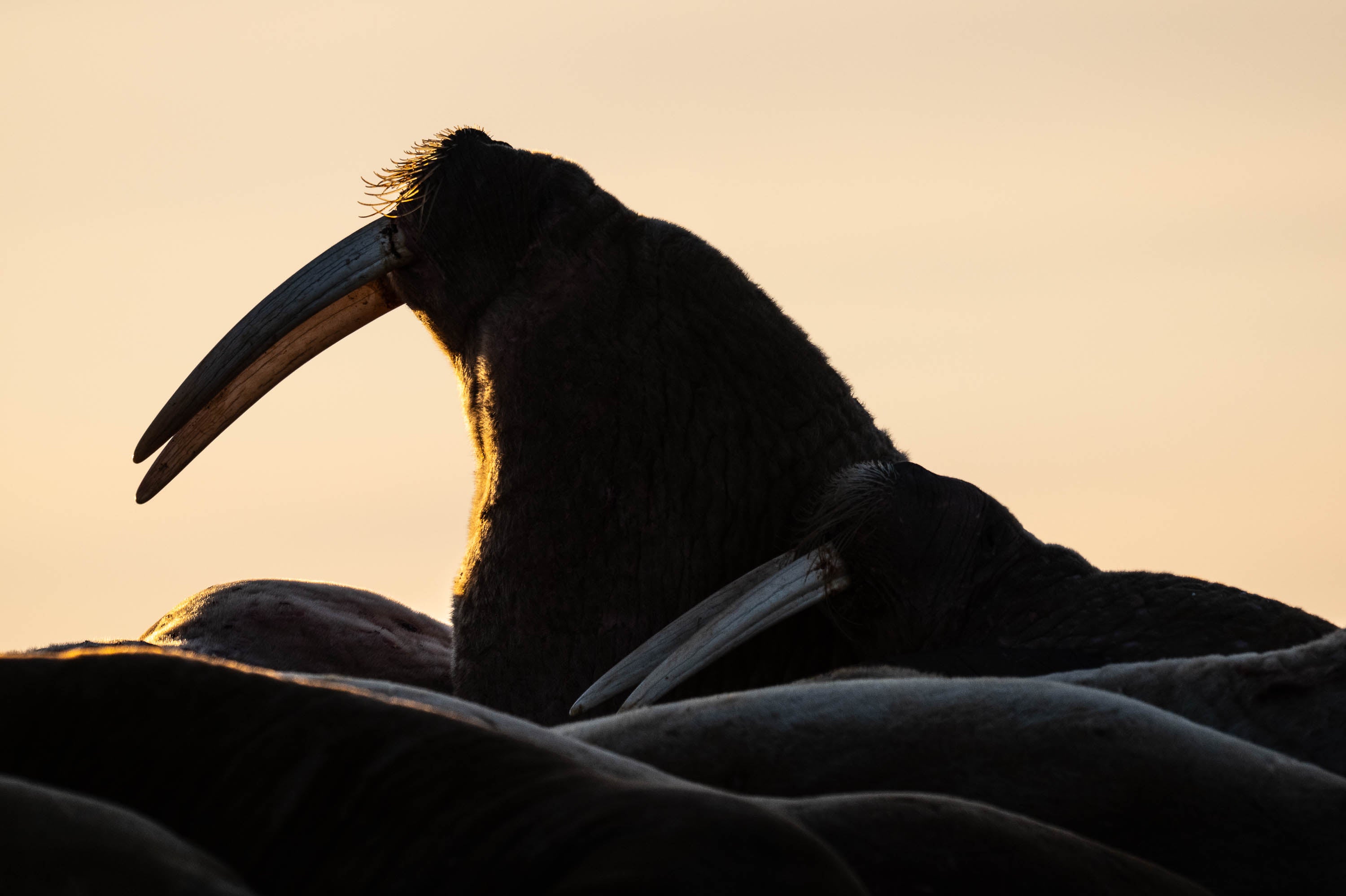 Walrus Sunset, Svalbard