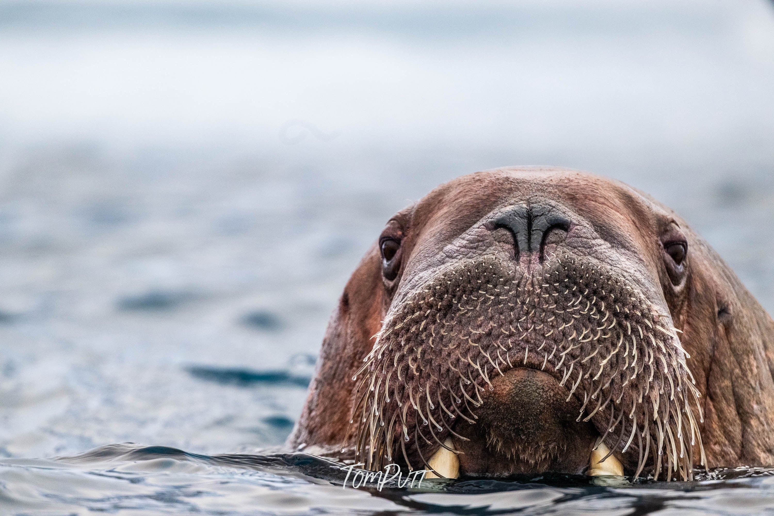 Walrus Approaching, Svalbard