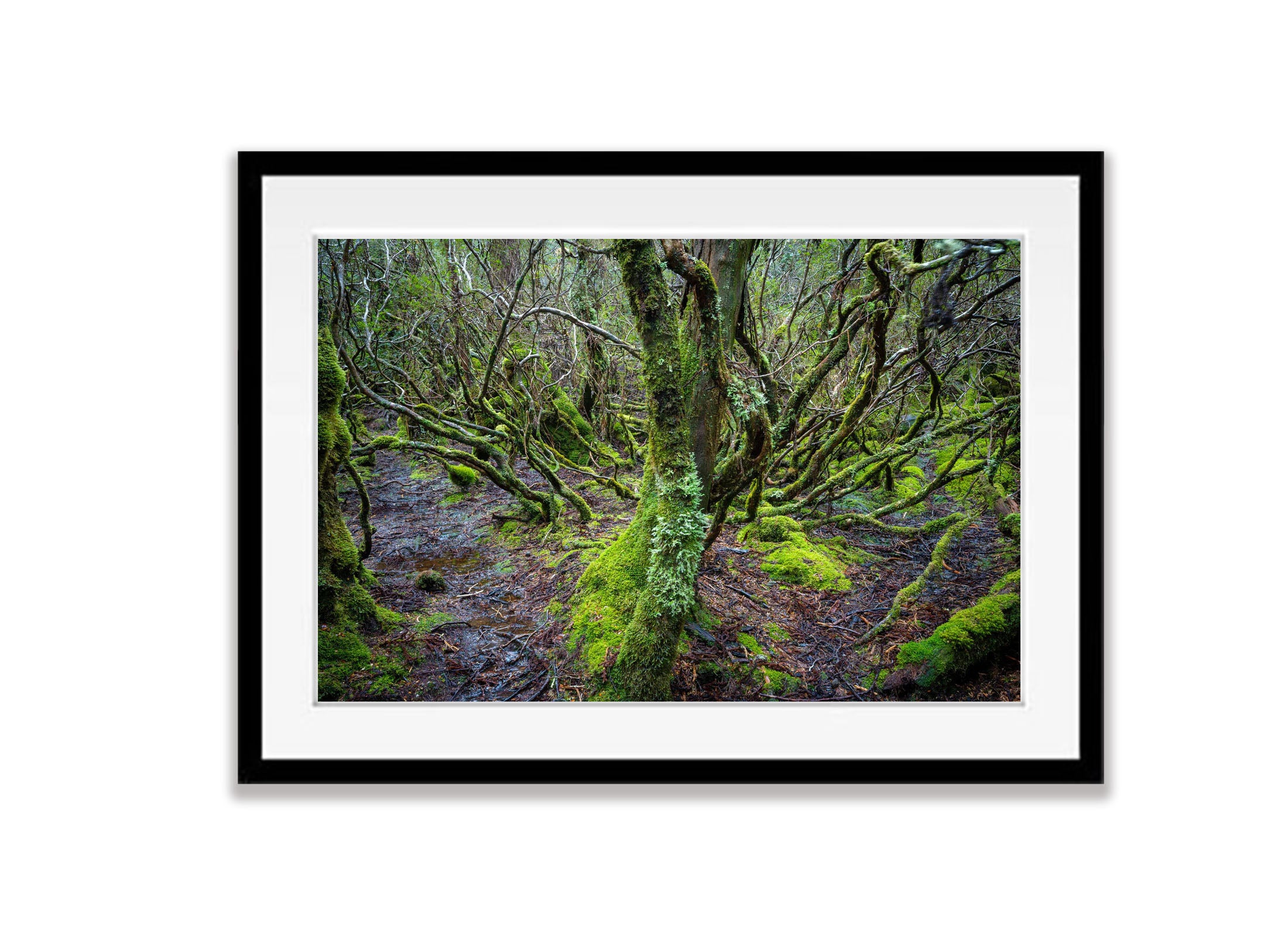 Weindorfers Forest No.2, Cradle Mountain, Tasmania