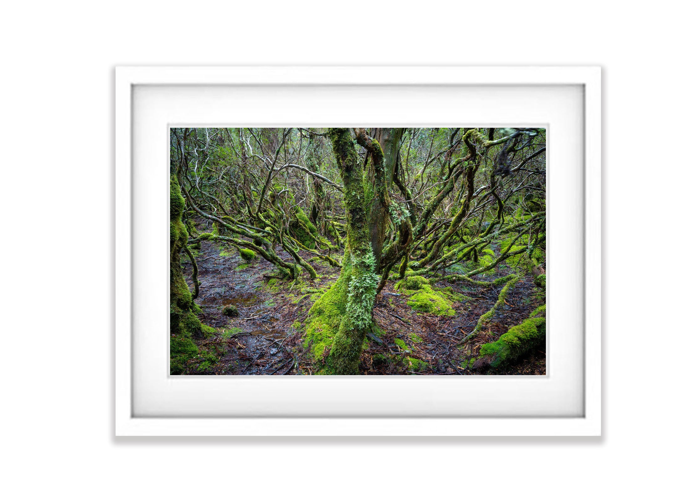 Weindorfers Forest No.2, Cradle Mountain, Tasmania