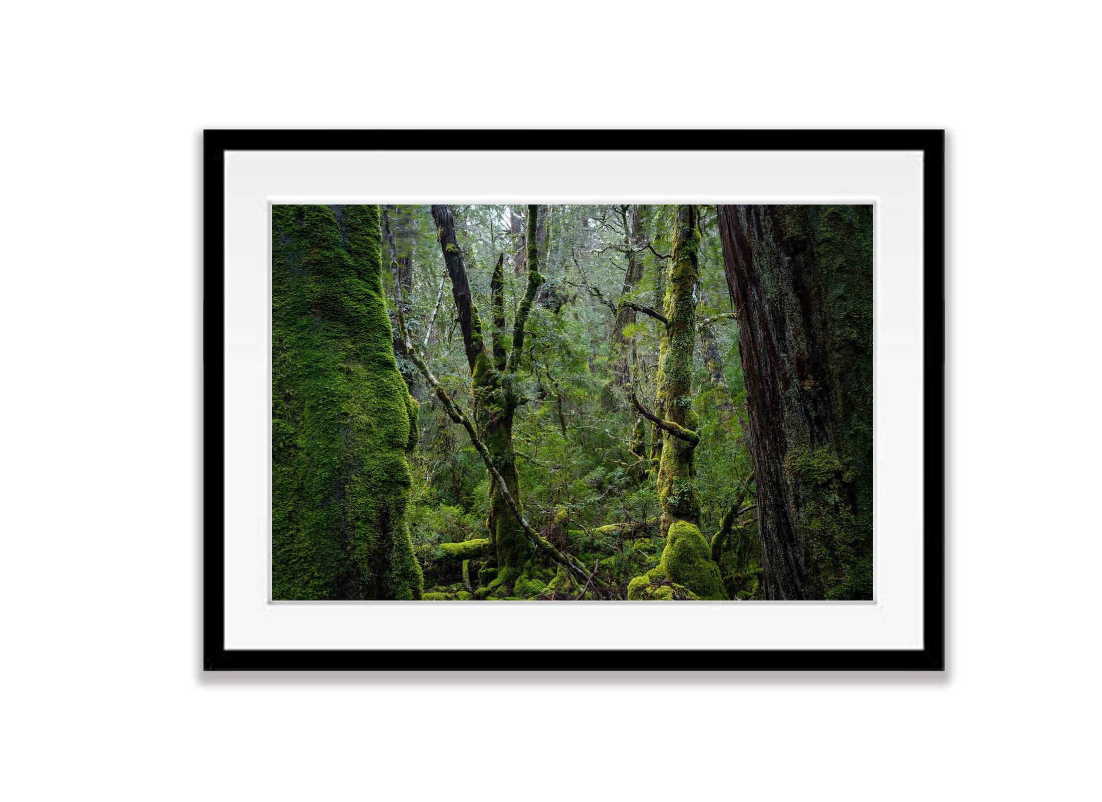 Weindorfers Forest No.3, Cradle Mountain, Tasmania