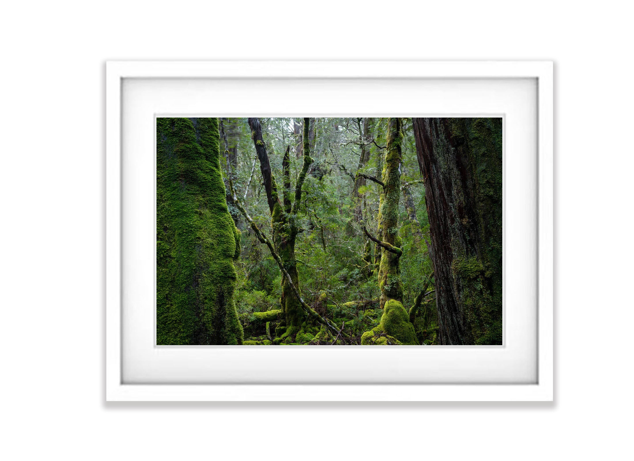 Weindorfers Forest No.3, Cradle Mountain, Tasmania