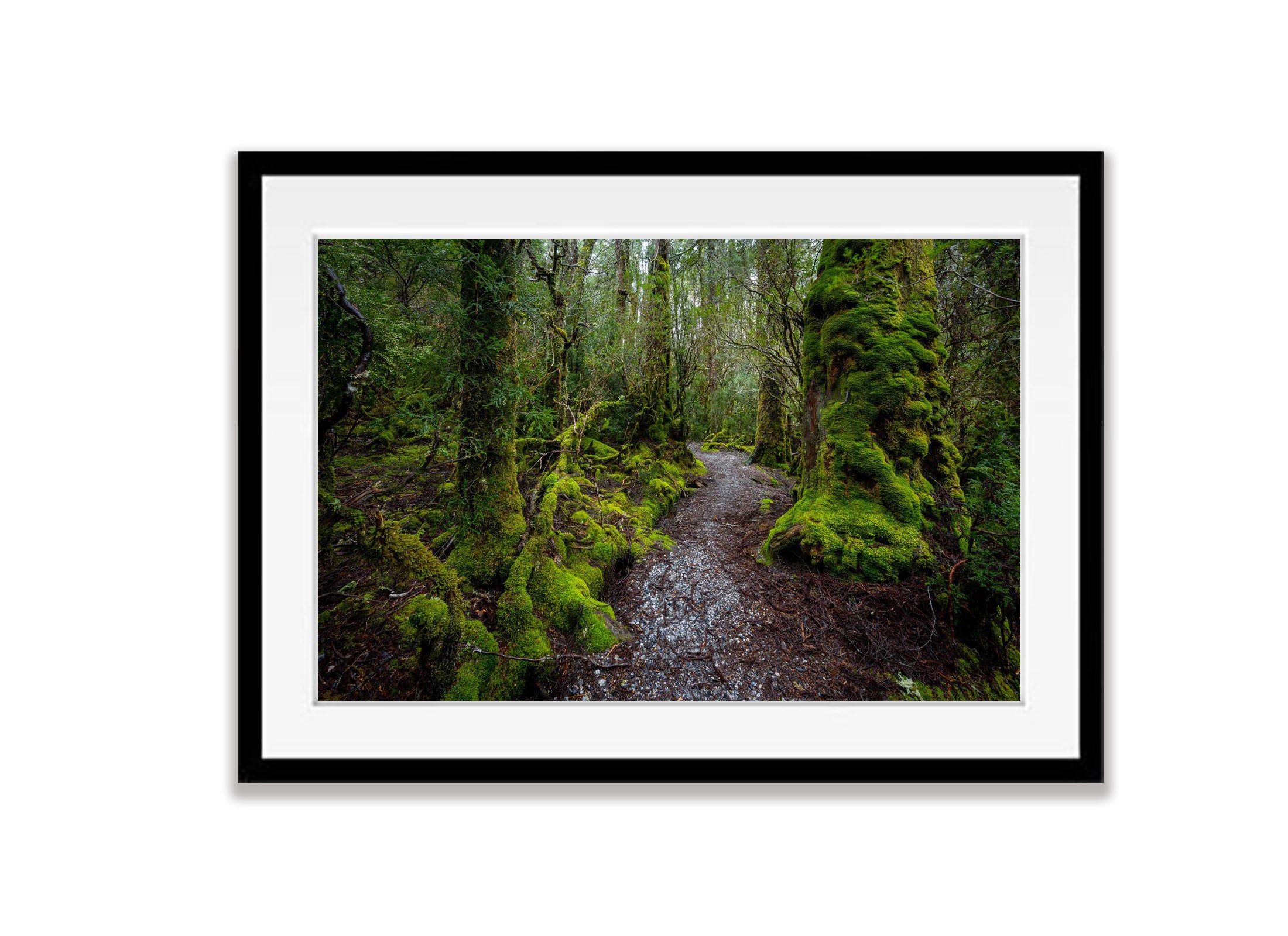 Weindorfers Forest, Cradle Mountain, Tasmania