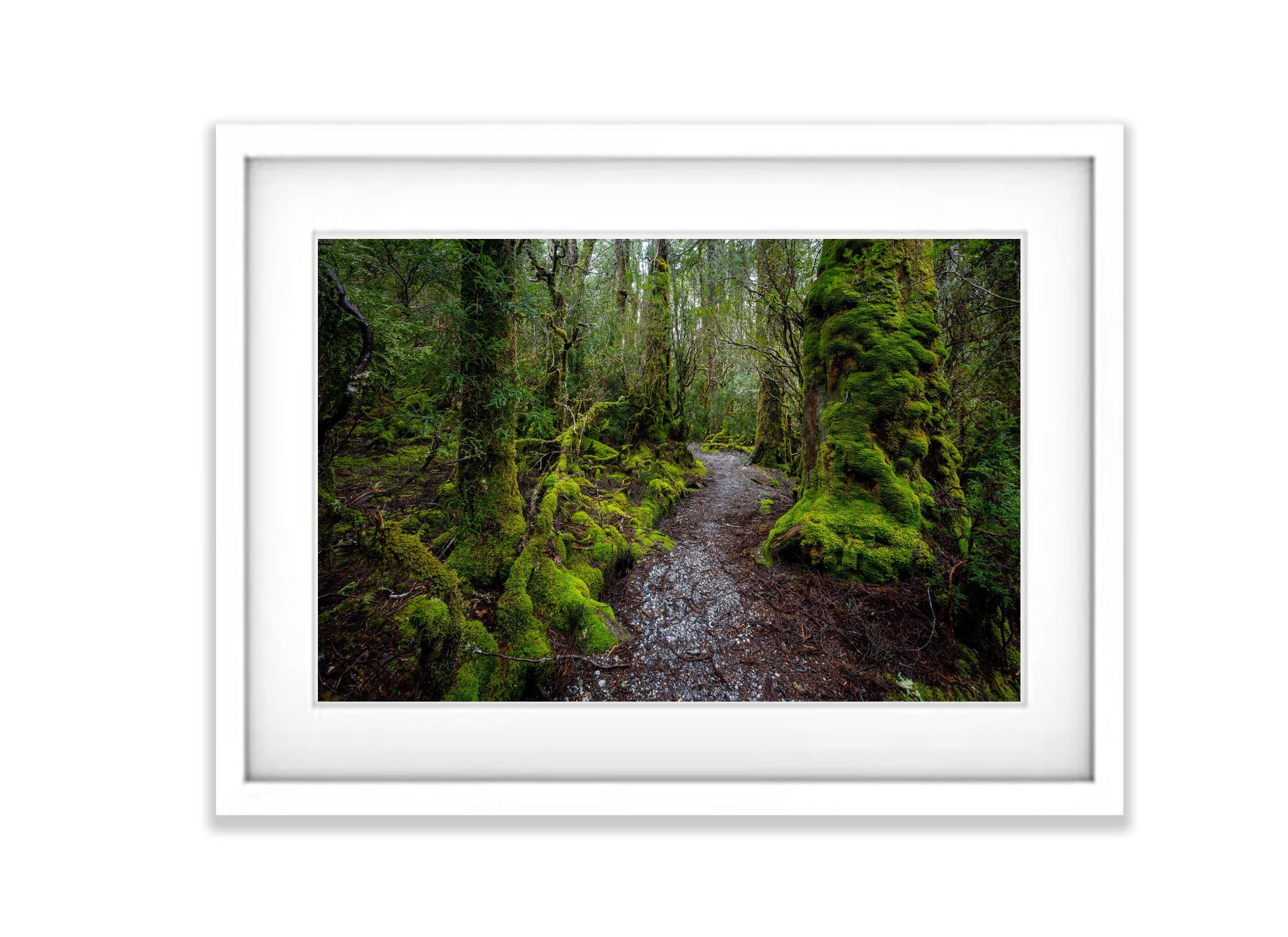 Weindorfers Forest, Cradle Mountain, Tasmania