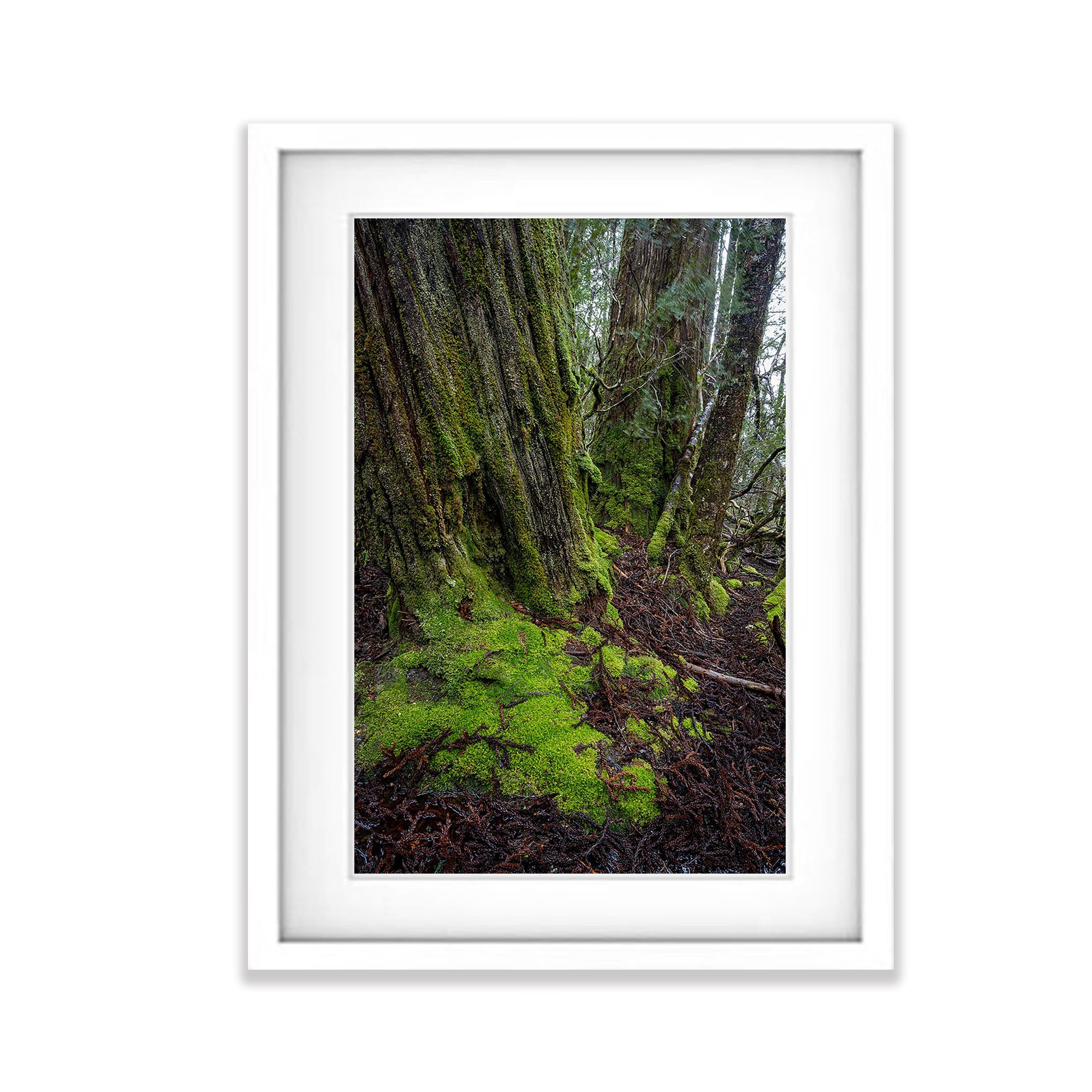 Weindorfers Forest tree detail, Cradle Mountain, Tasmania