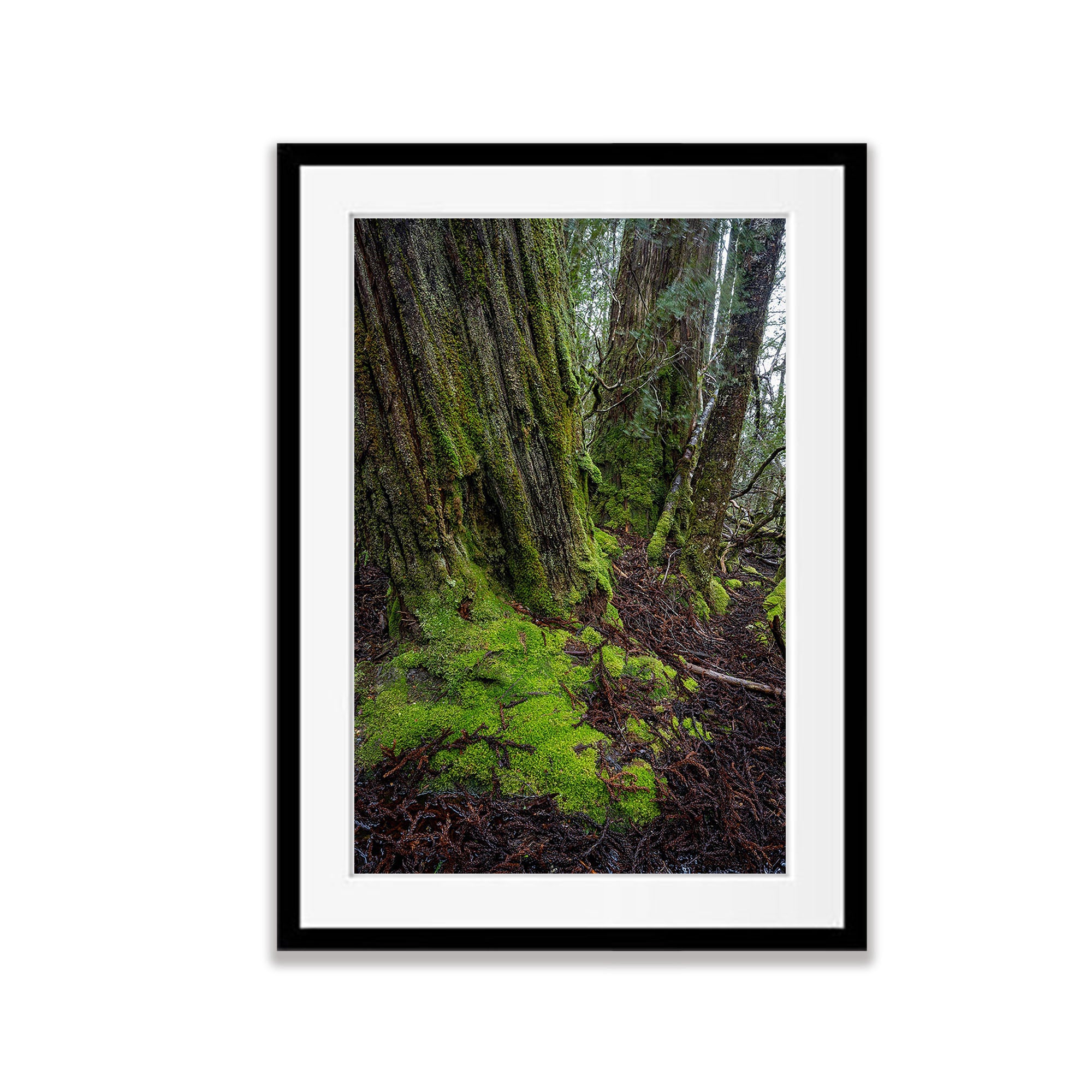 Weindorfers Forest tree detail, Cradle Mountain, Tasmania