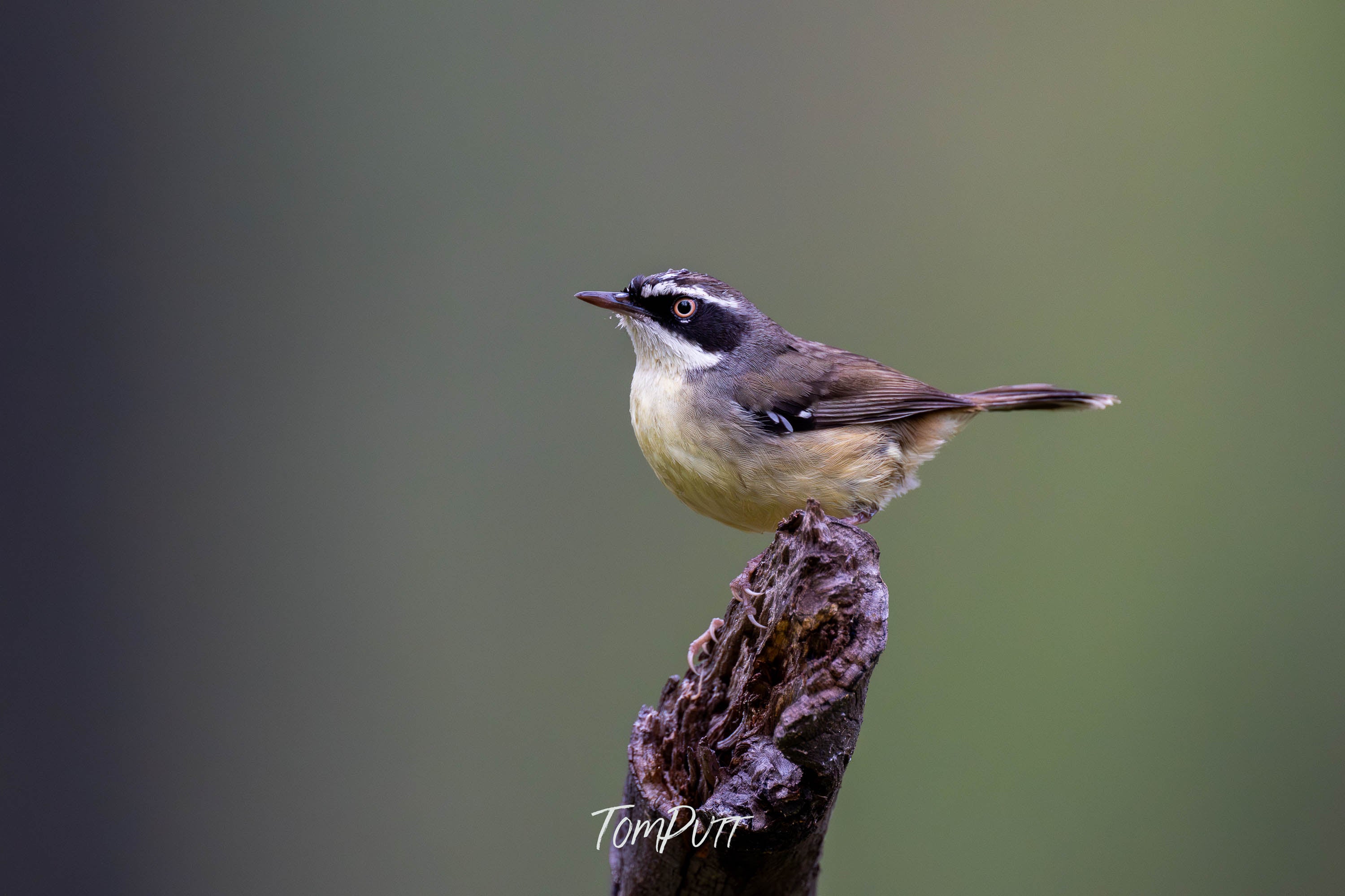 Carnarvon White-Browed Scrubwren