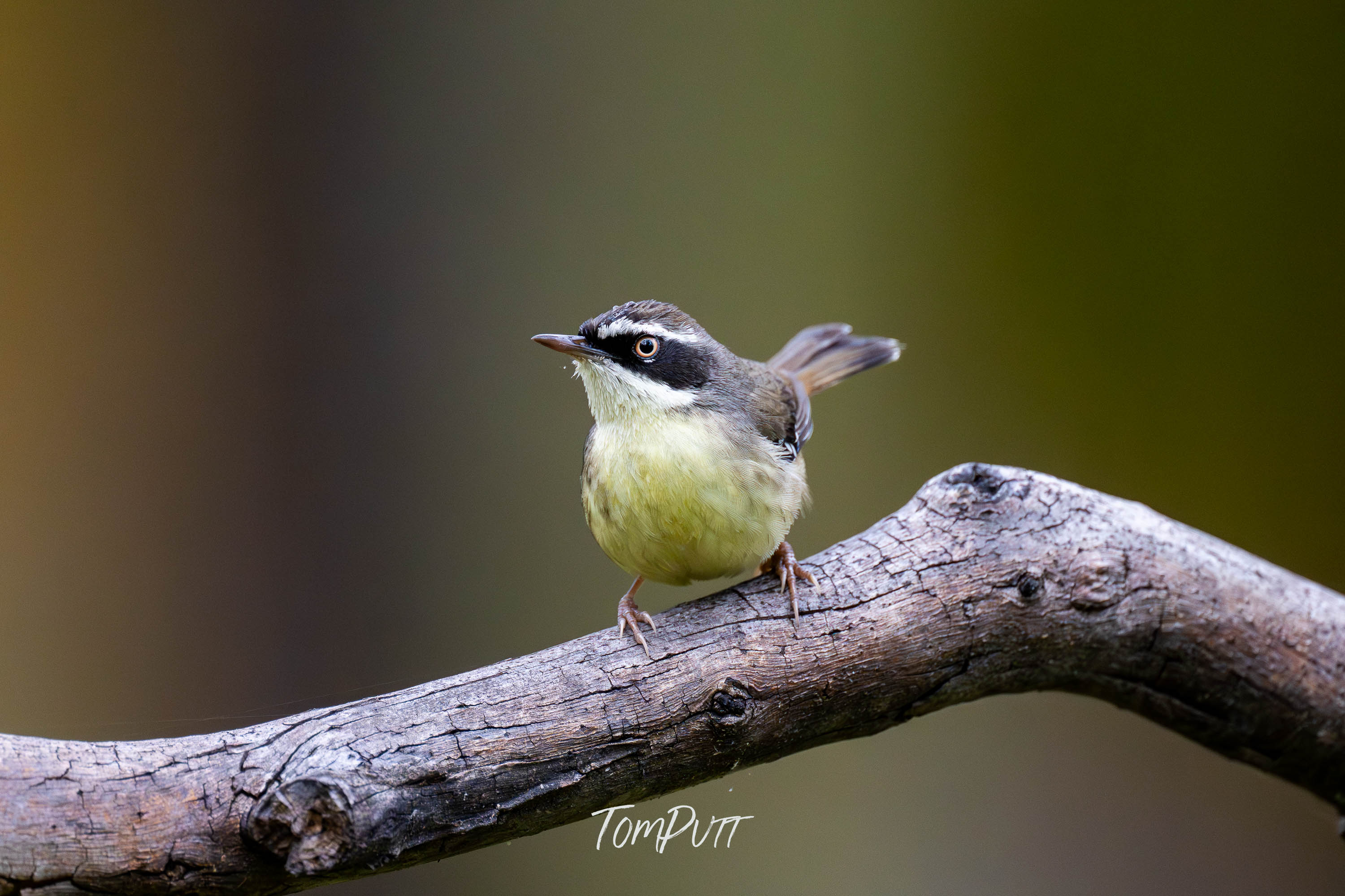 White-browed Scrubwren, Carnarvon Gorge