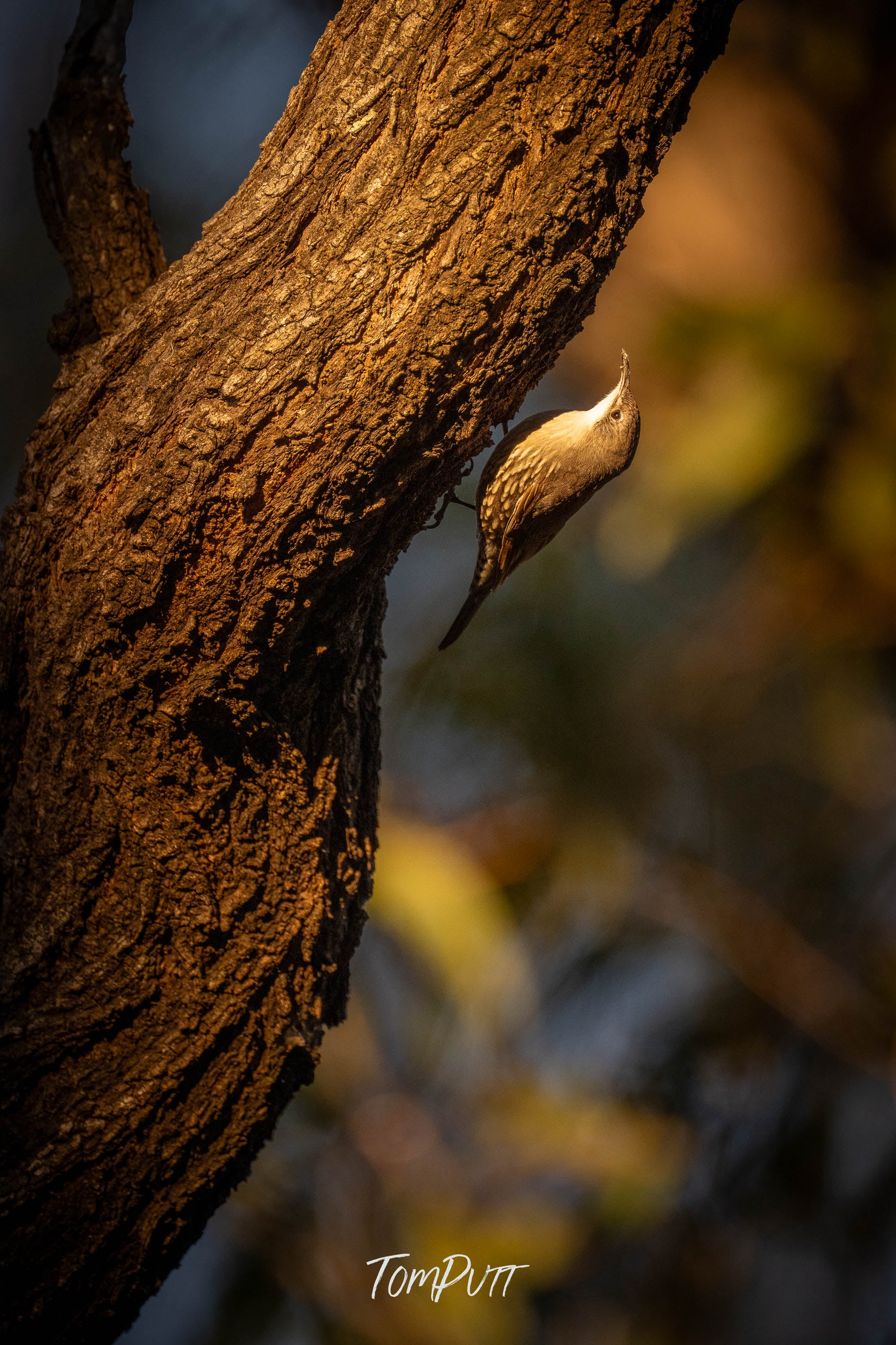 White-Throated Tree Creeper, Carnarvon Gorge